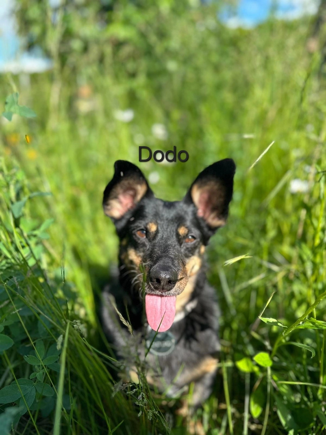 T-Dogs e.V., ein glücklicher Hund