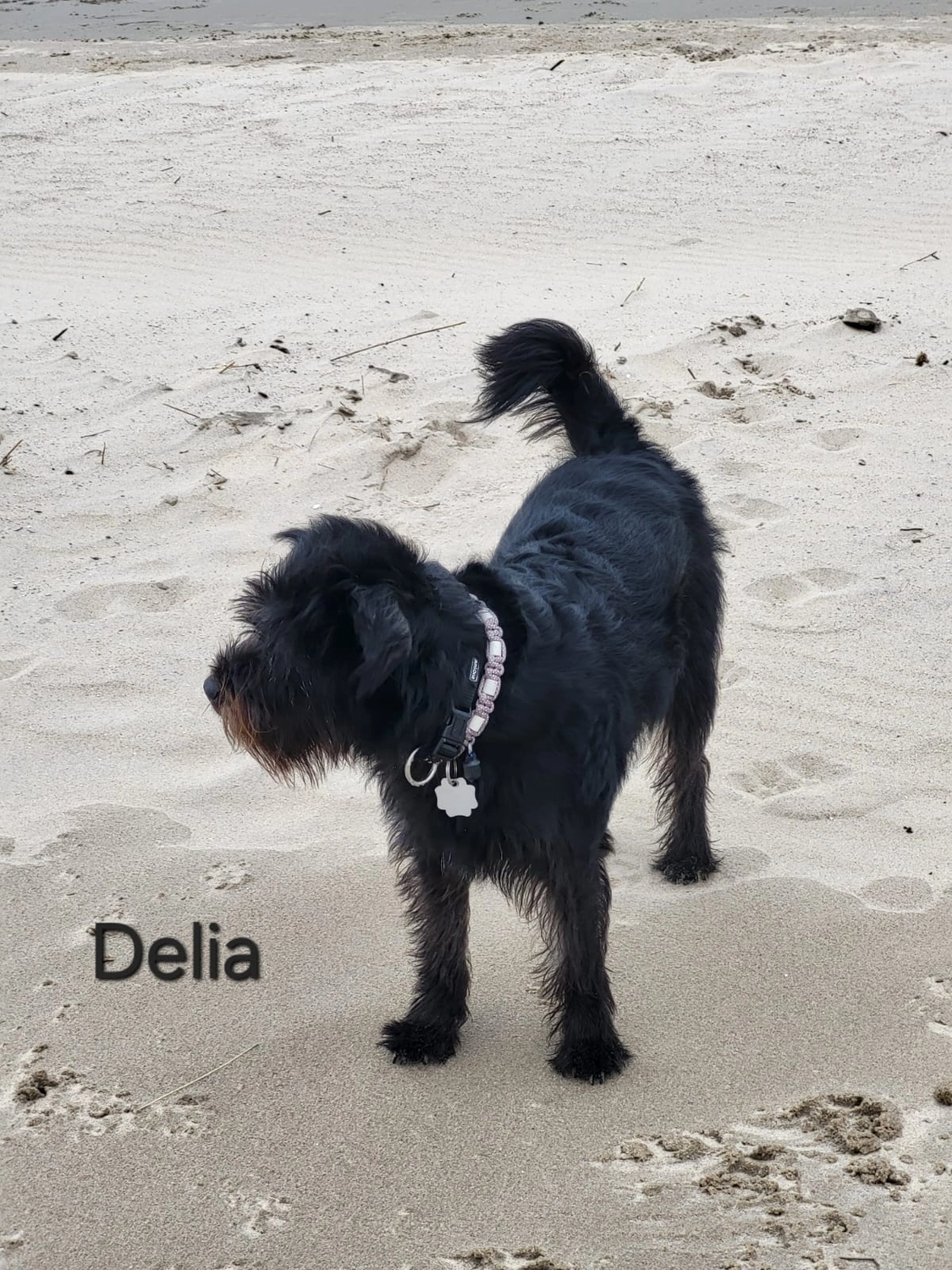 T-Dogs e.V., ein glücklicher Hund