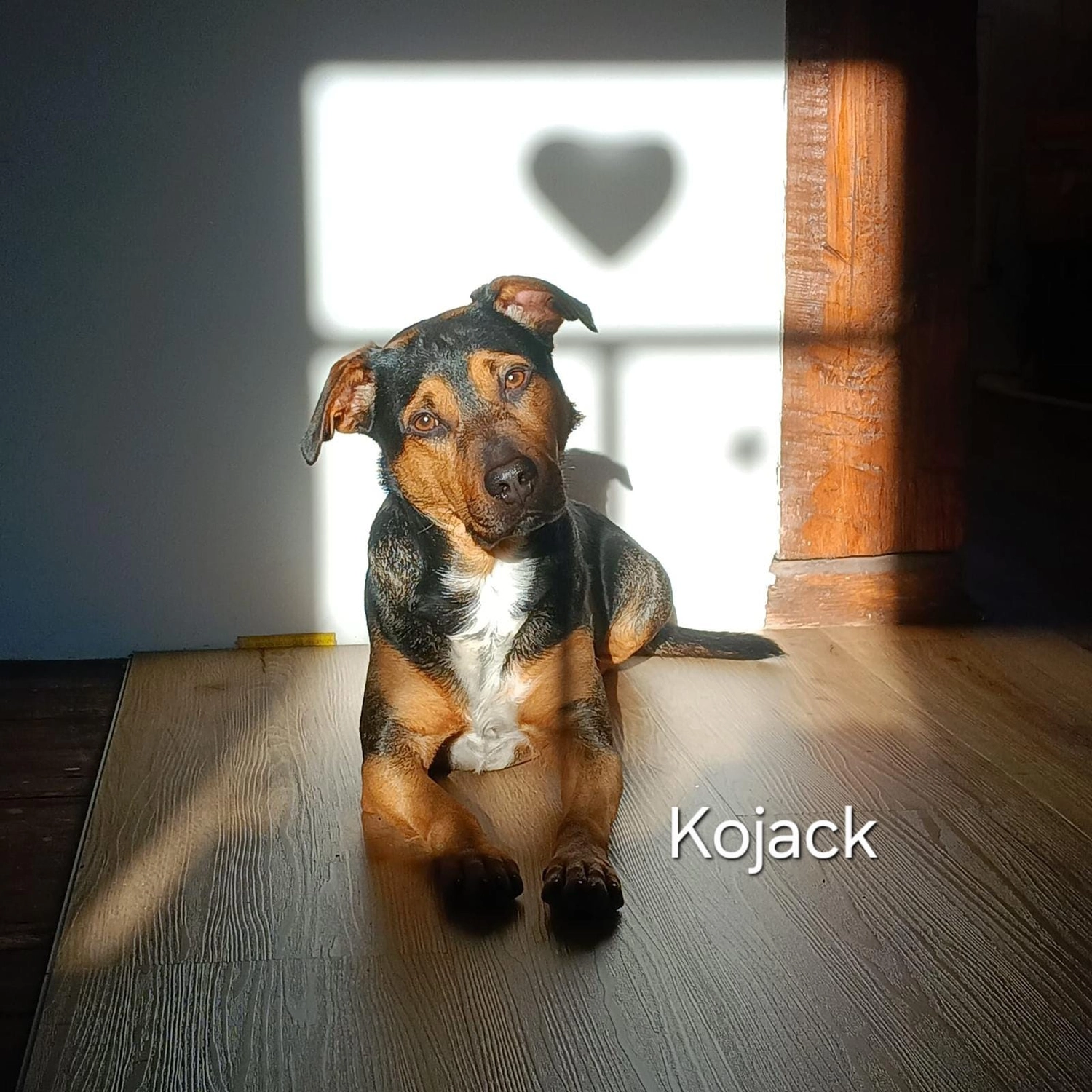 T-Dogs e.V., ein glücklicher Hund