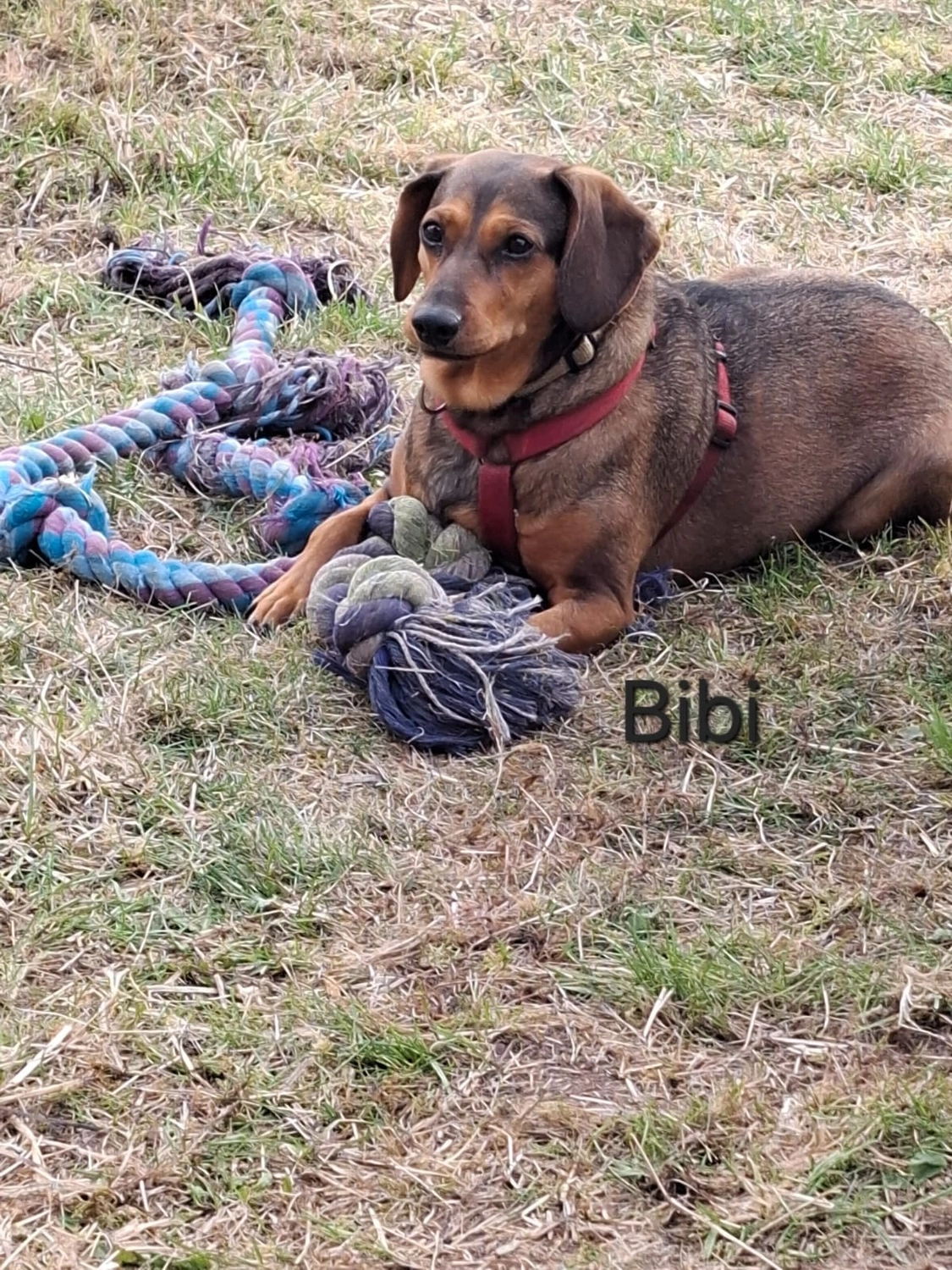 T-Dogs e.V., ein glücklicher Hund