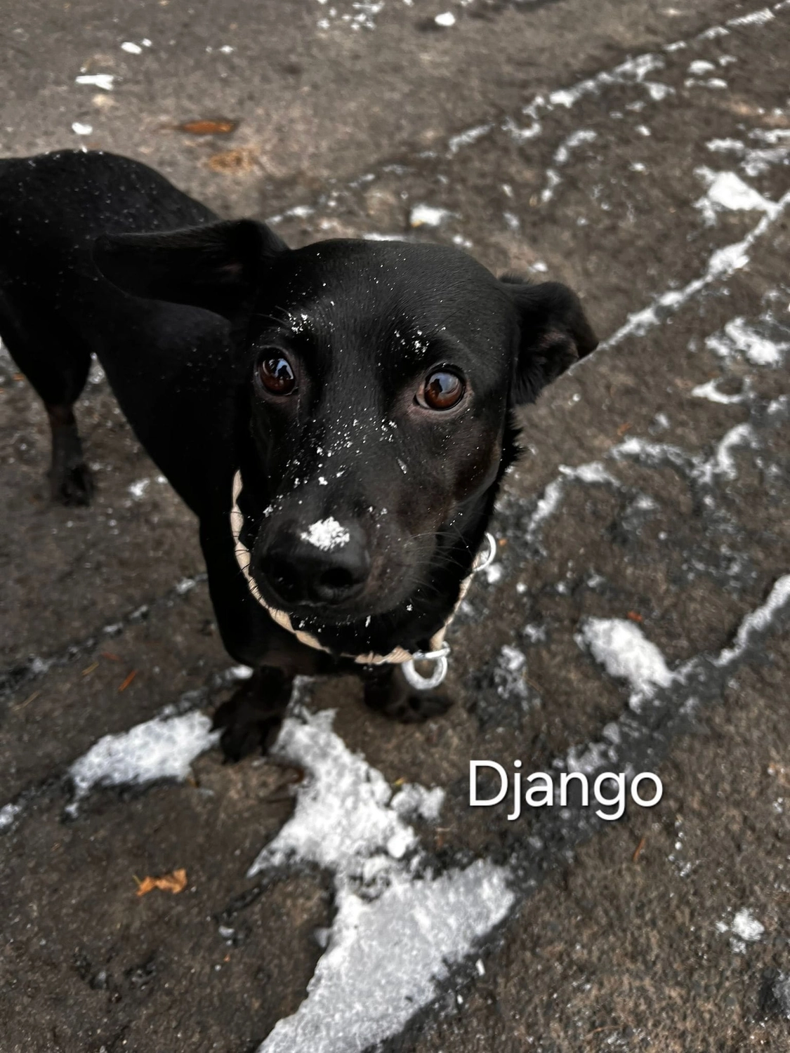 T-Dogs e.V., ein glücklicher Hund