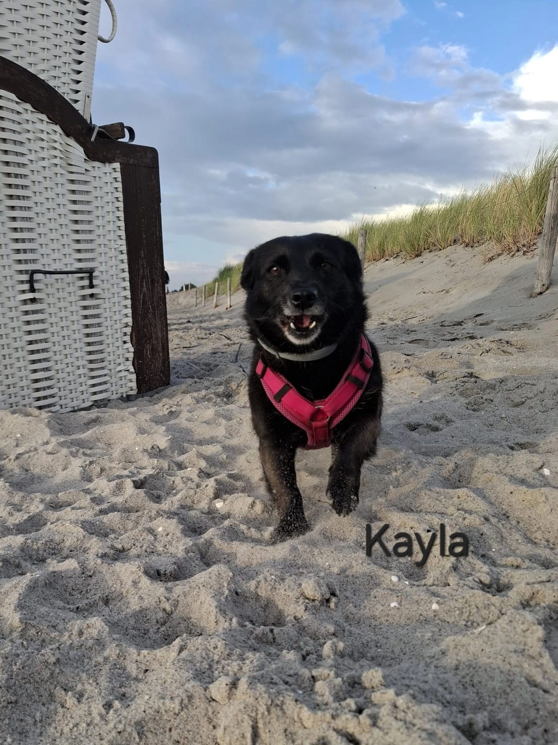 T-Dogs e.V., ein glücklicher Hund