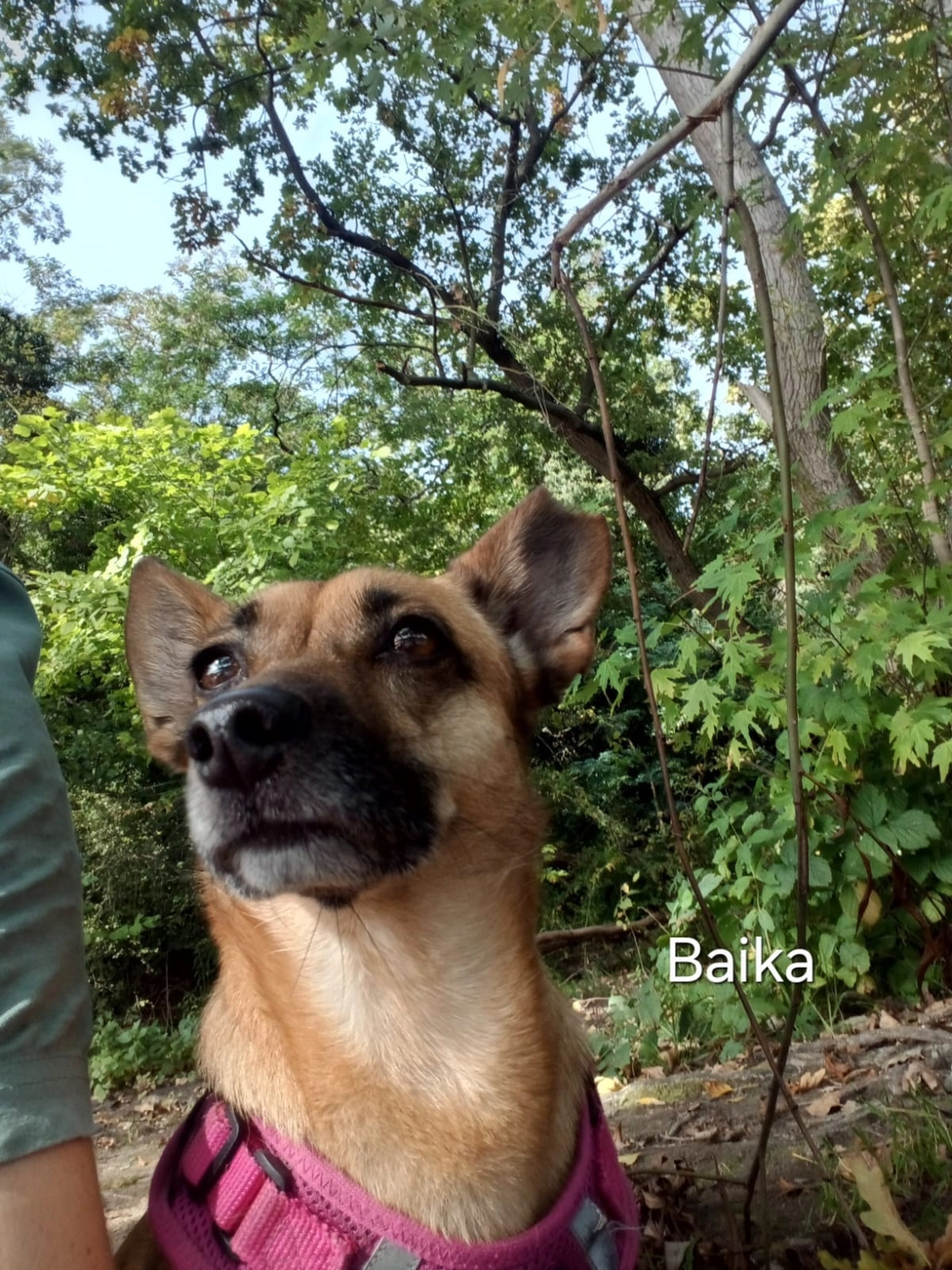 T-Dogs e.V., ein glücklicher Hund