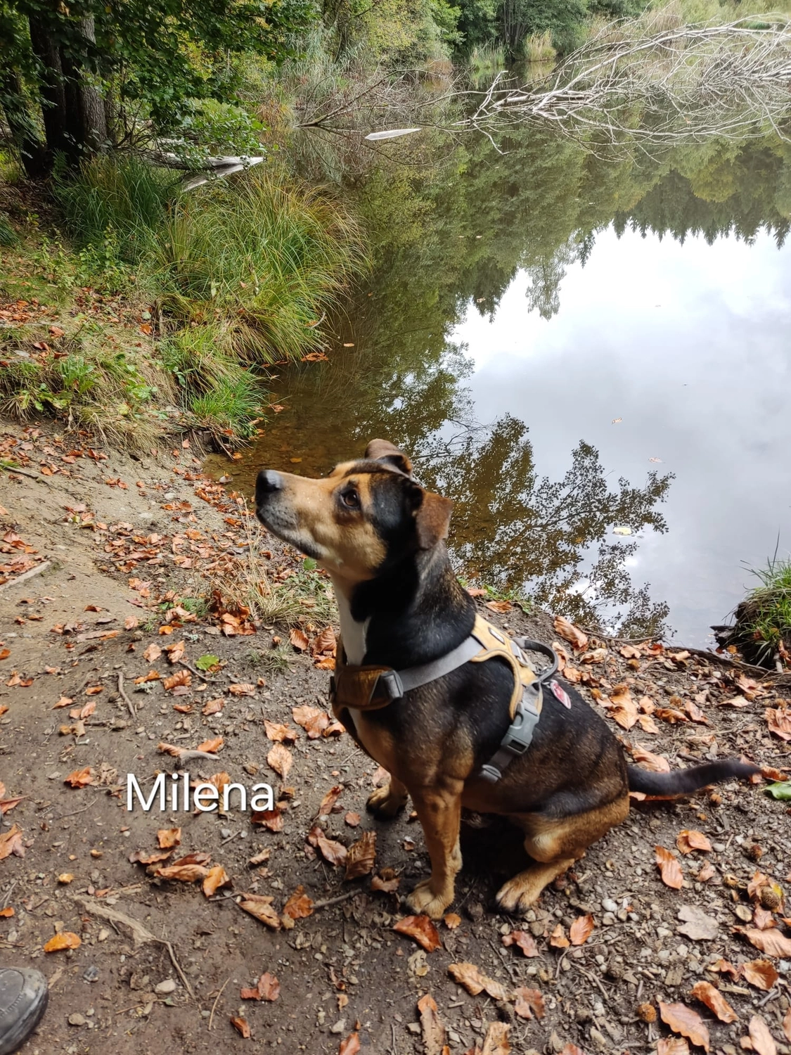 T-Dogs e.V., ein glücklicher Hund