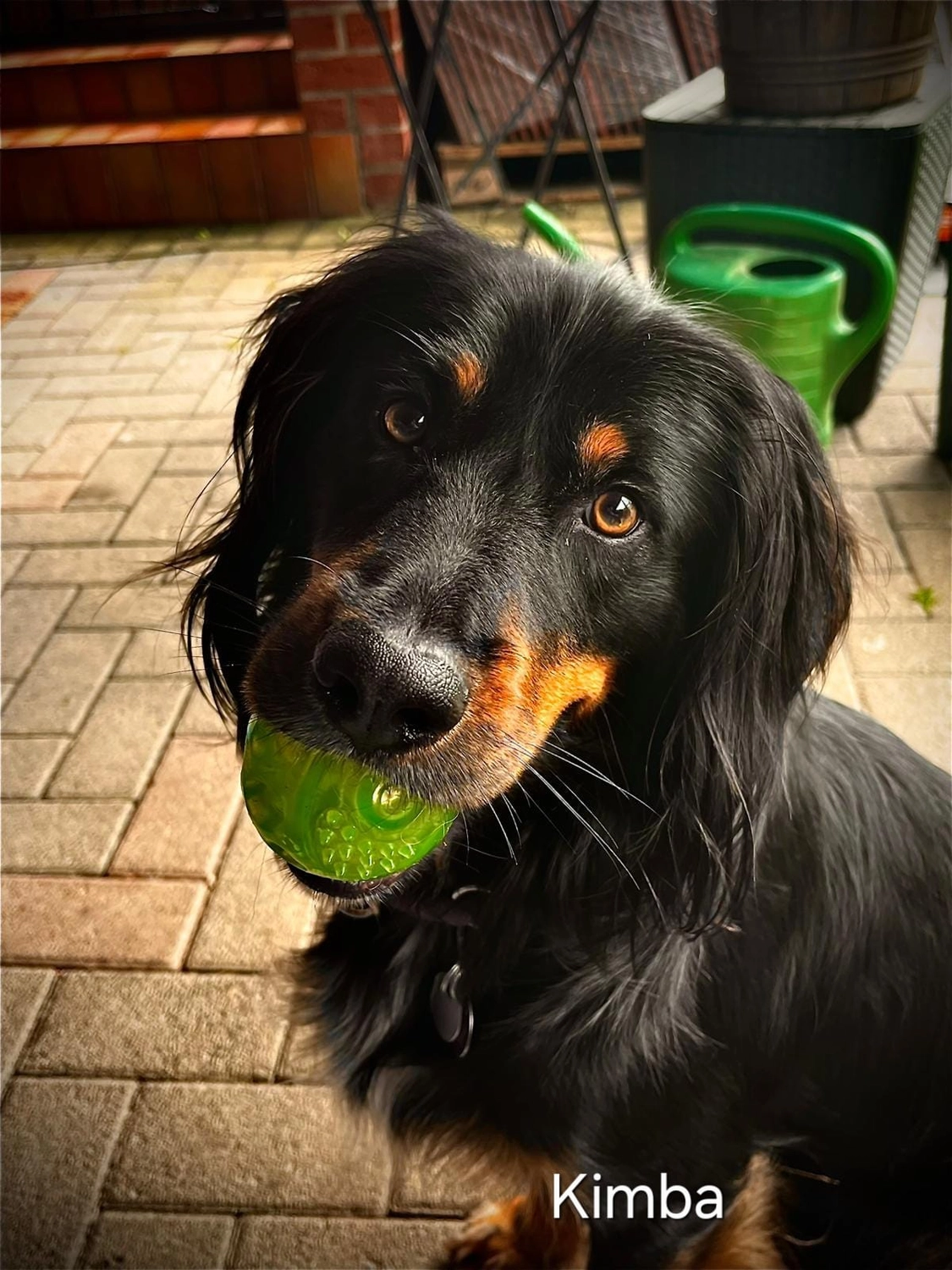 T-Dogs e.V., ein glücklicher Hund