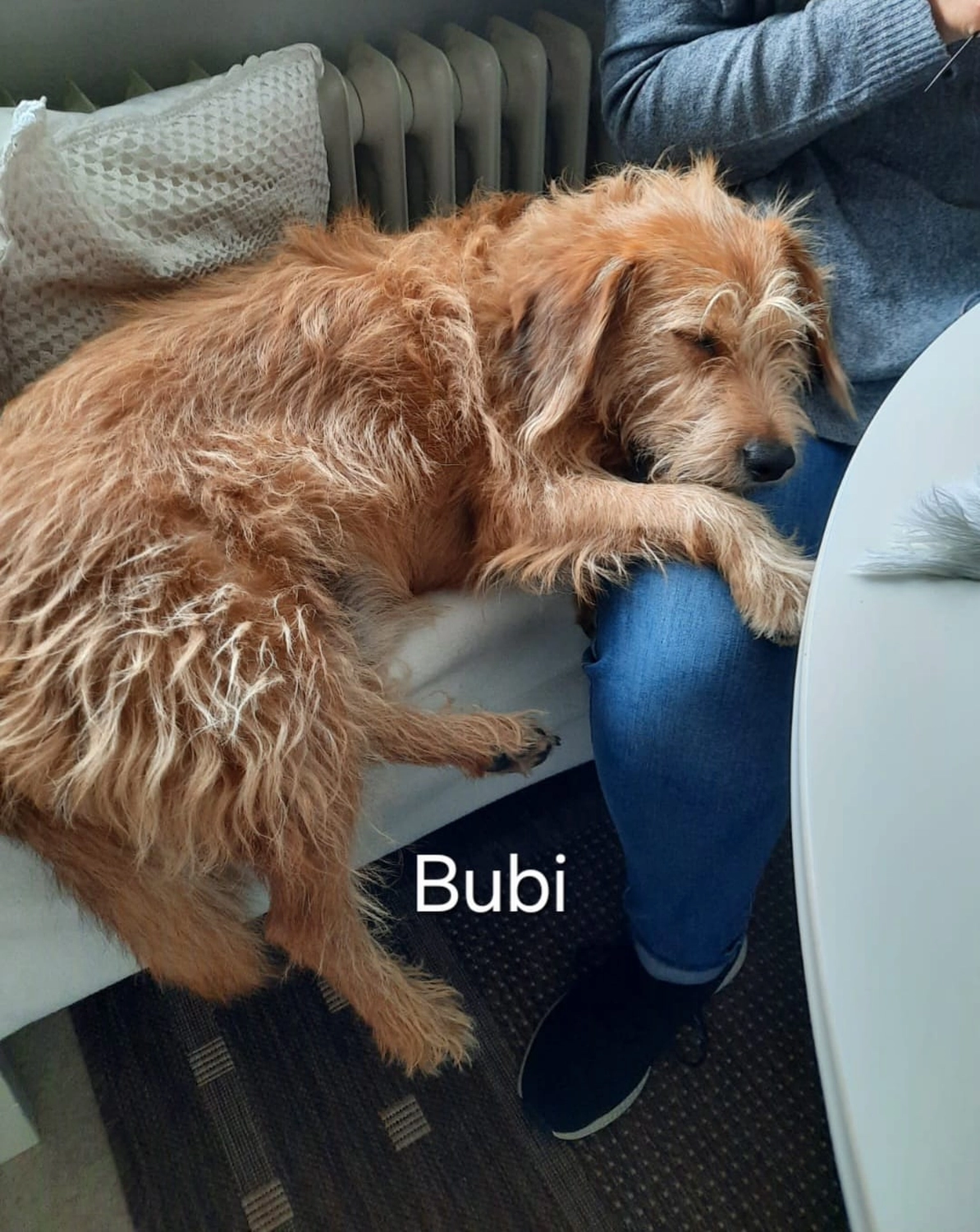 T-Dogs e.V., ein glücklicher Hund