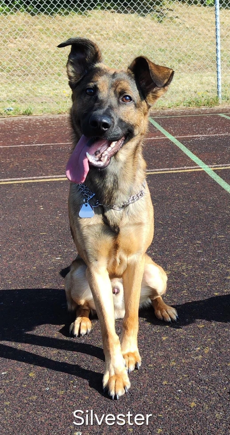 T-Dogs e.V., ein glücklicher Hund