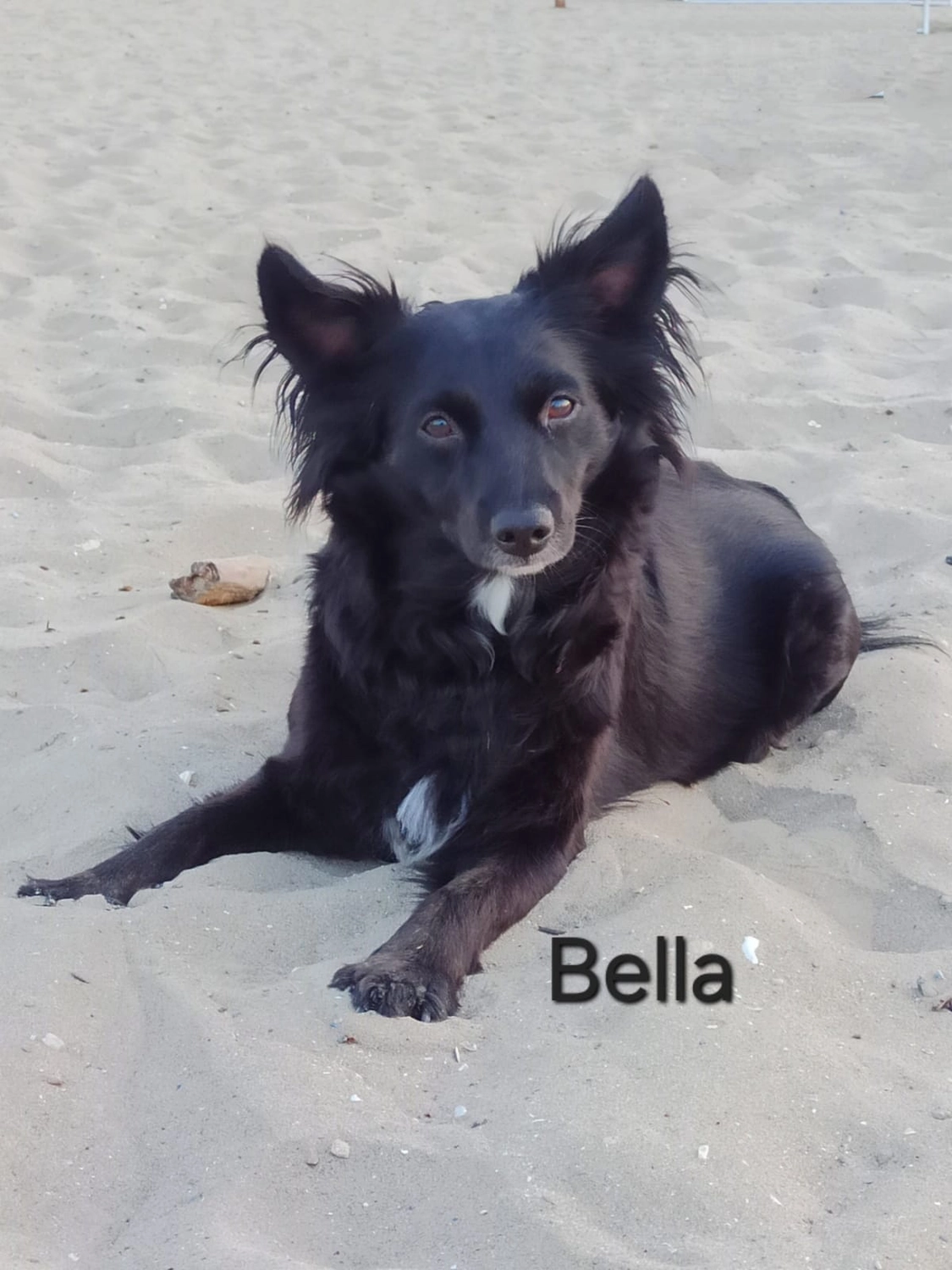 T-Dogs e.V., ein glücklicher Hund