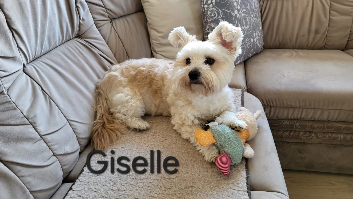 T-Dogs e.V., ein glücklicher Hund