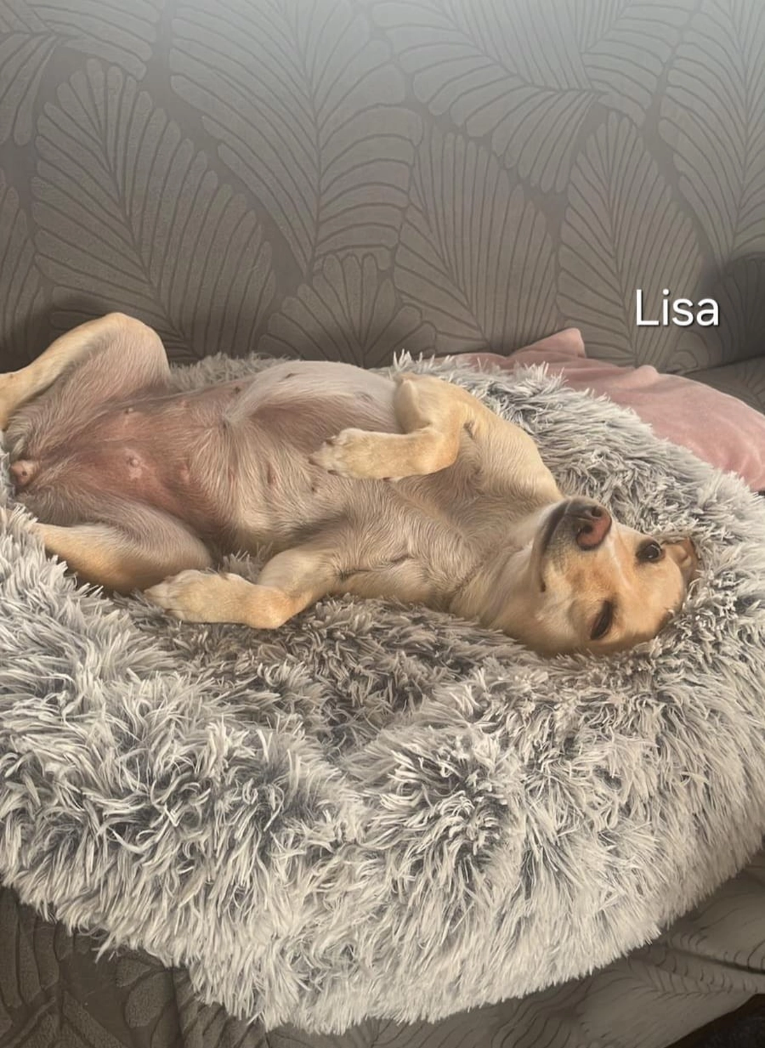 T-Dogs e.V., ein glücklicher Hund