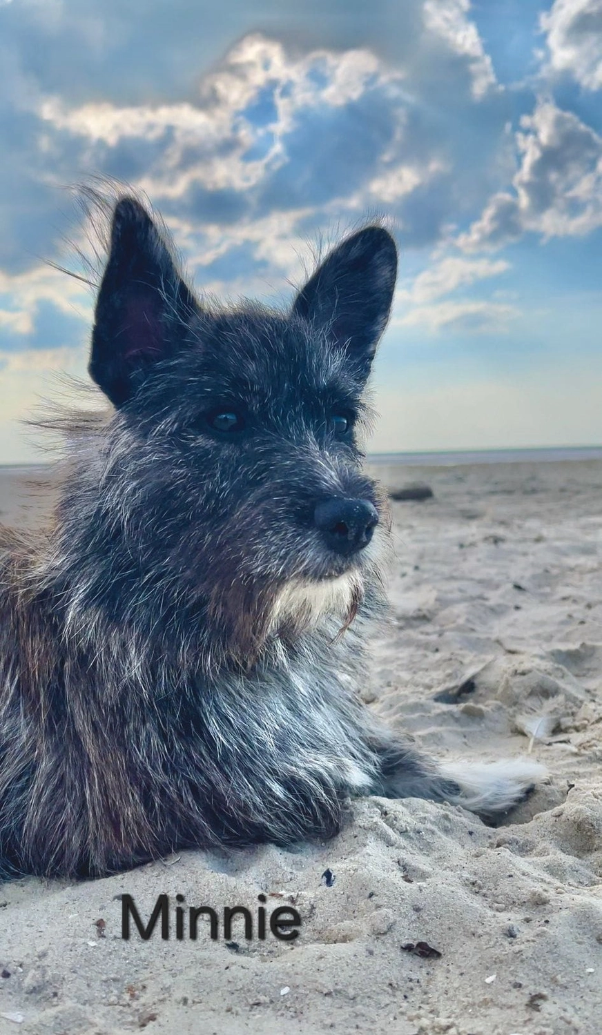 T-Dogs e.V., ein glücklicher Hund