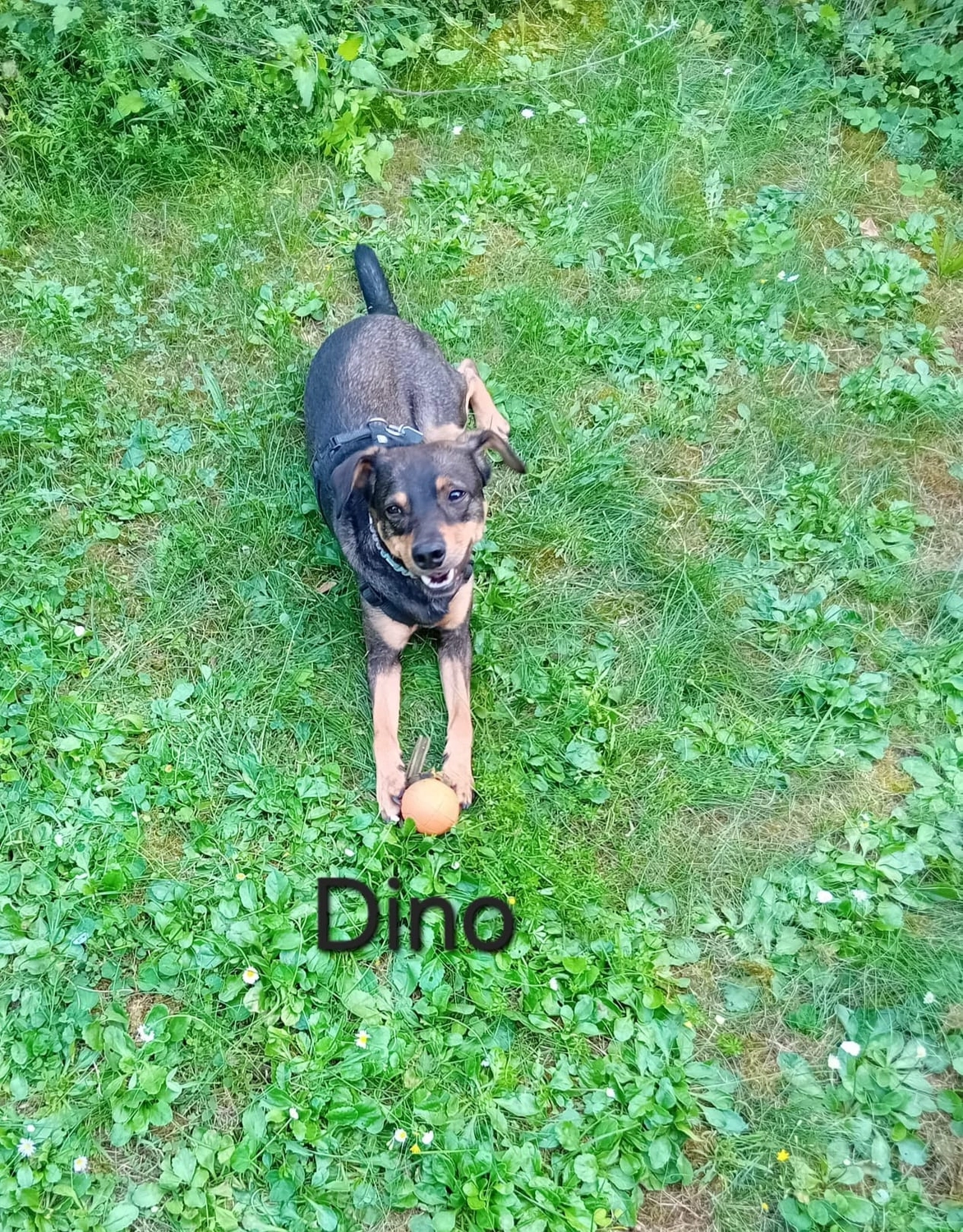 T-Dogs e.V., ein glücklicher Hund