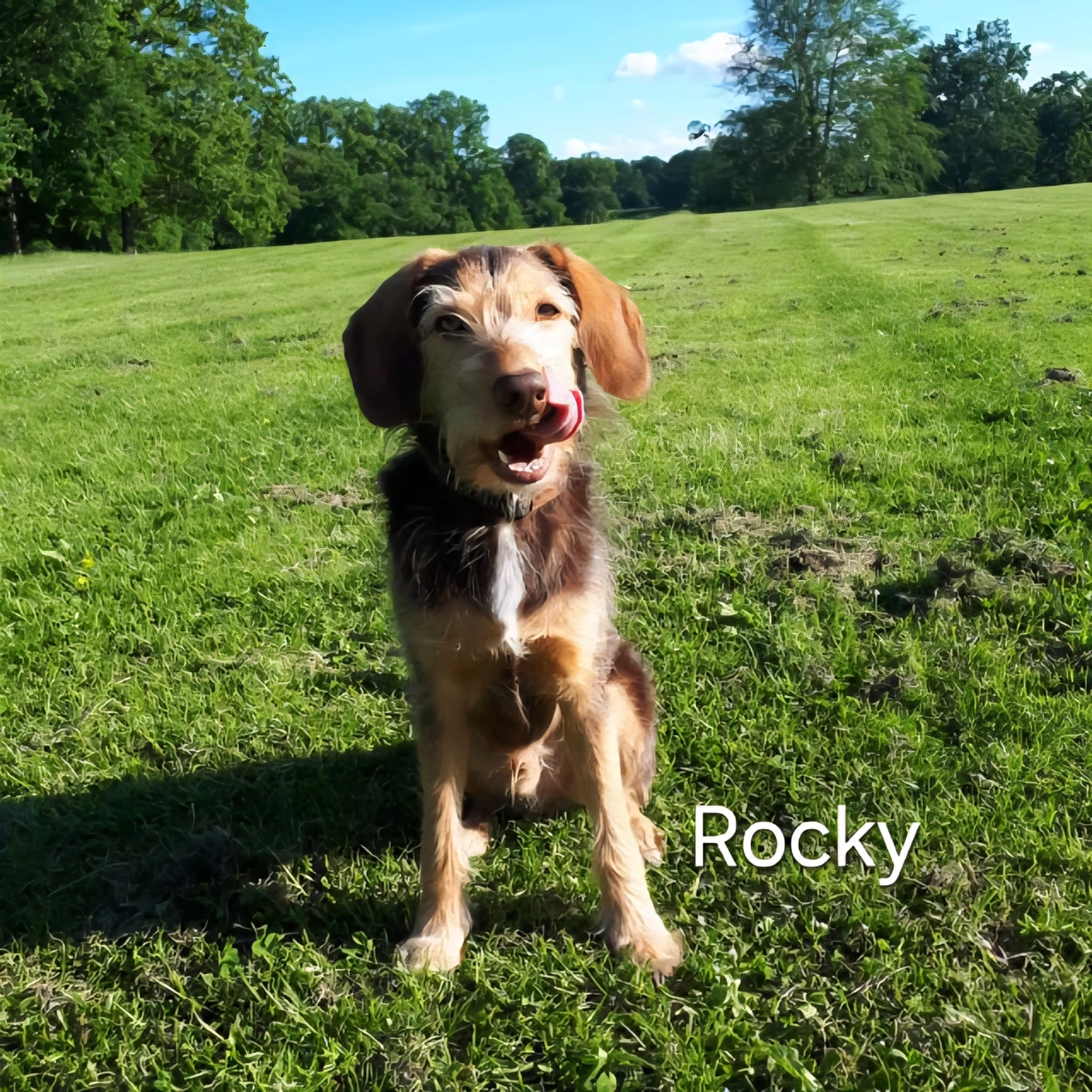 T-Dogs e.V., ein glücklicher Hund