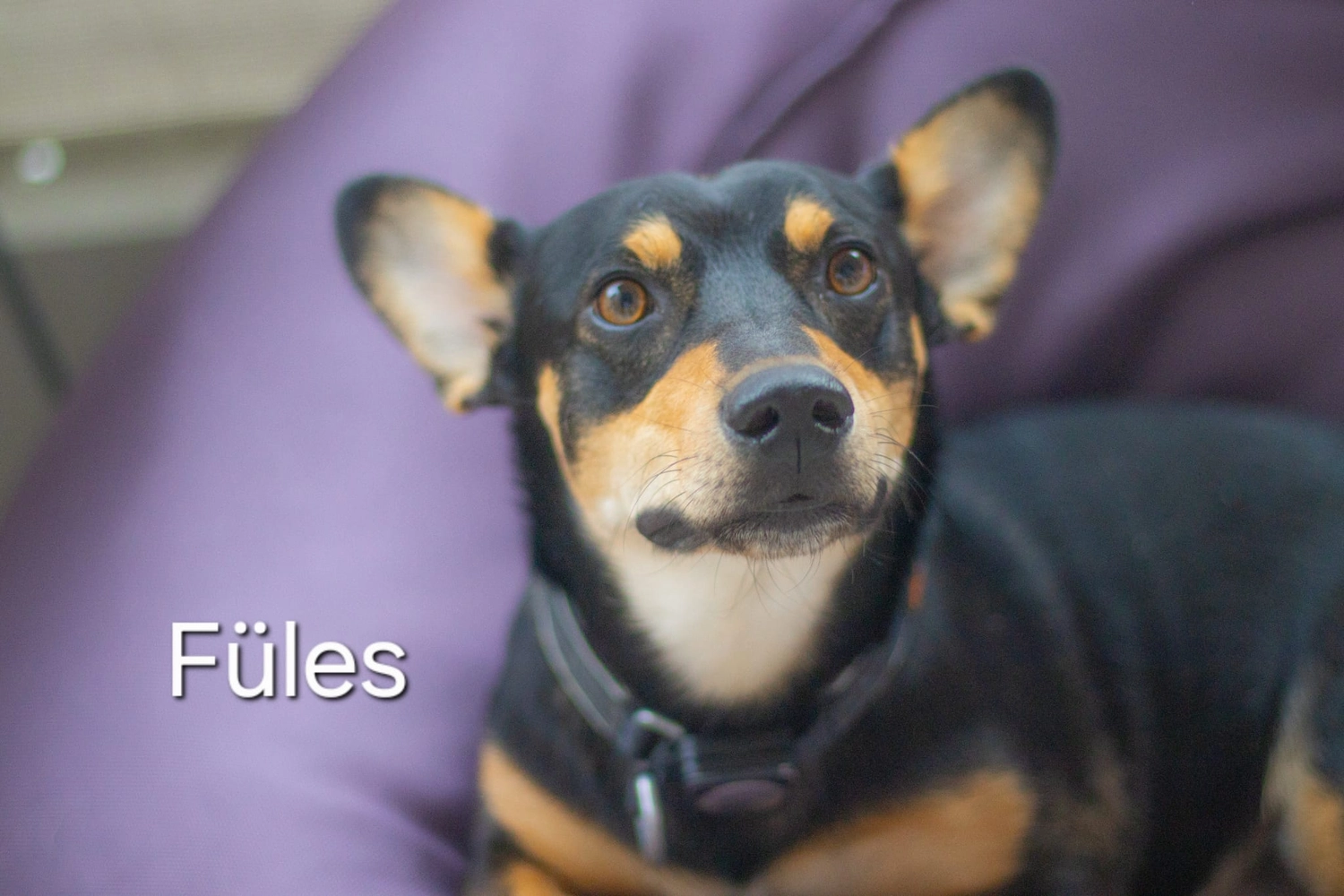 T-Dogs e.V., ein glücklicher Hund