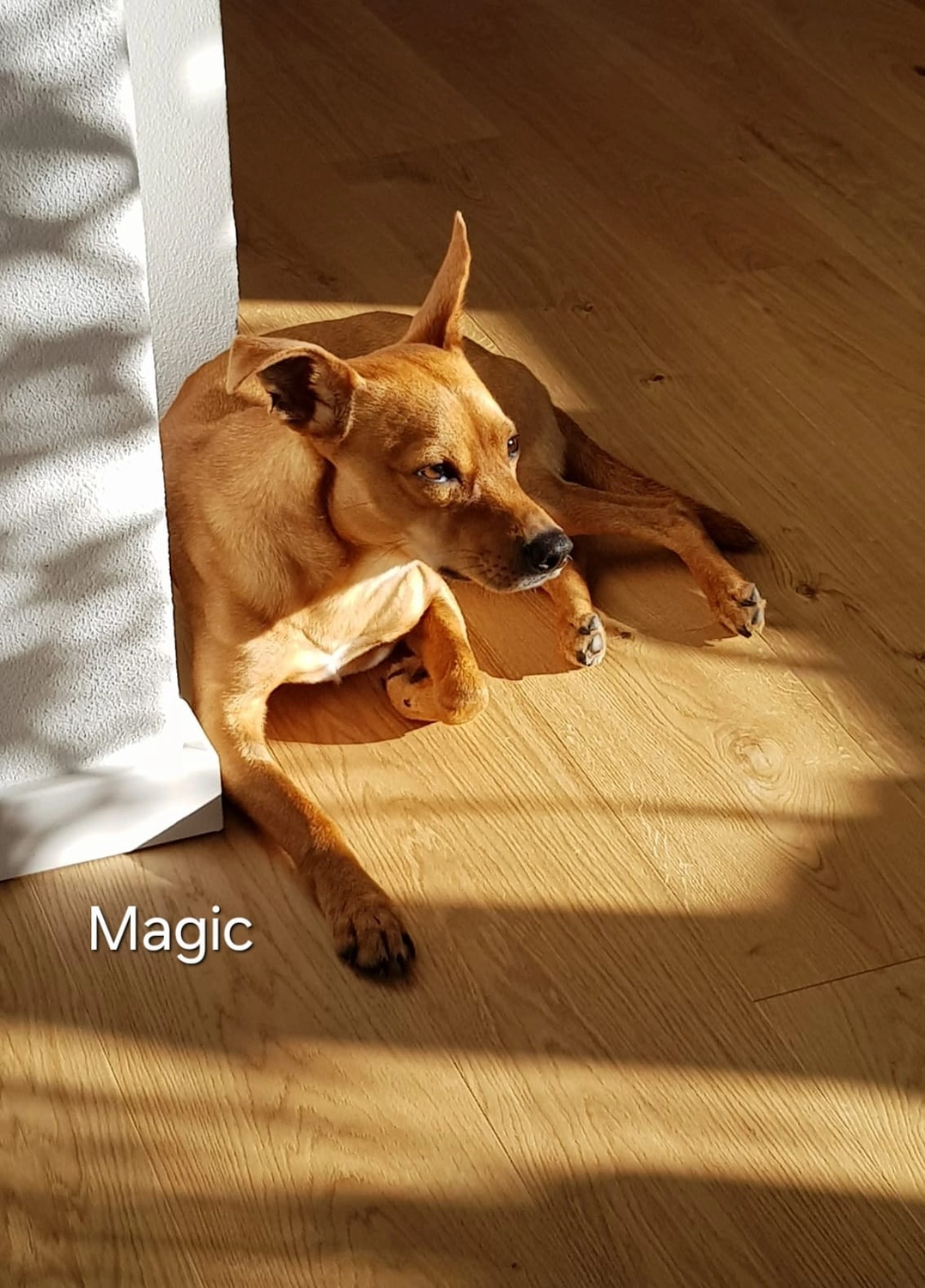 T-Dogs e.V., ein glücklicher Hund