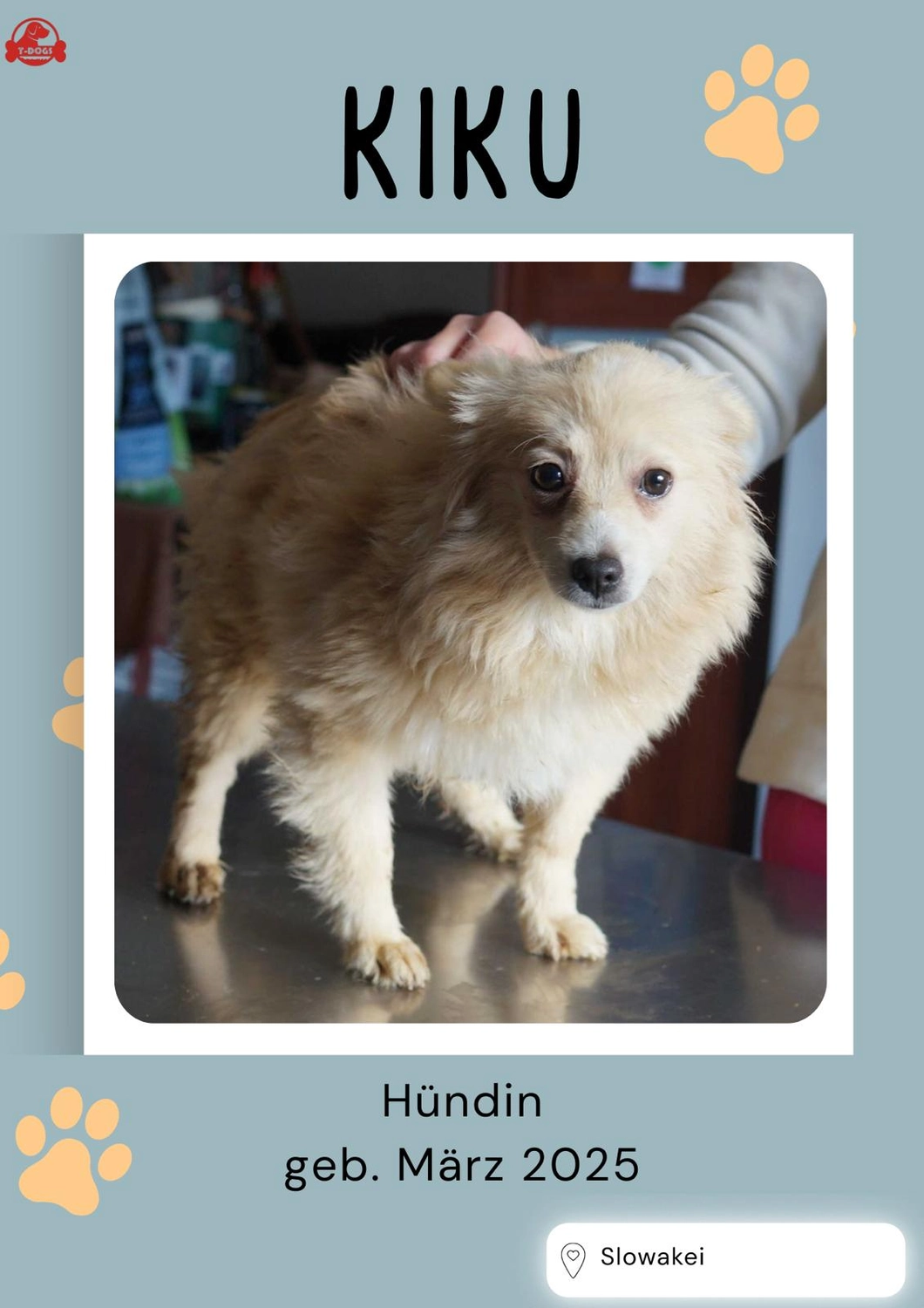 T-Dogs Hundevermittlung in 97775 Burgsinn