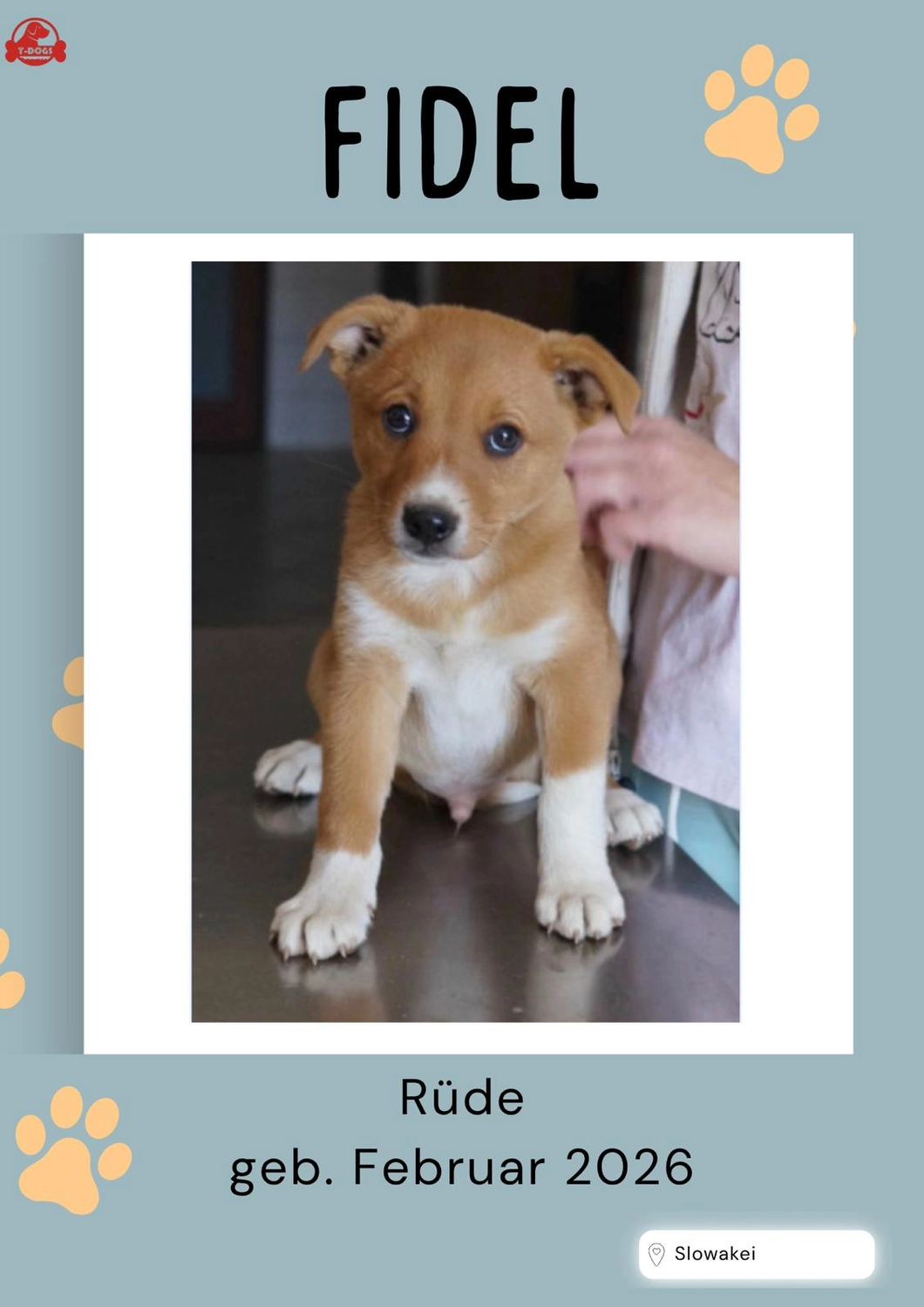 T-Dogs e.V., Hunde suchen ein Zuhause