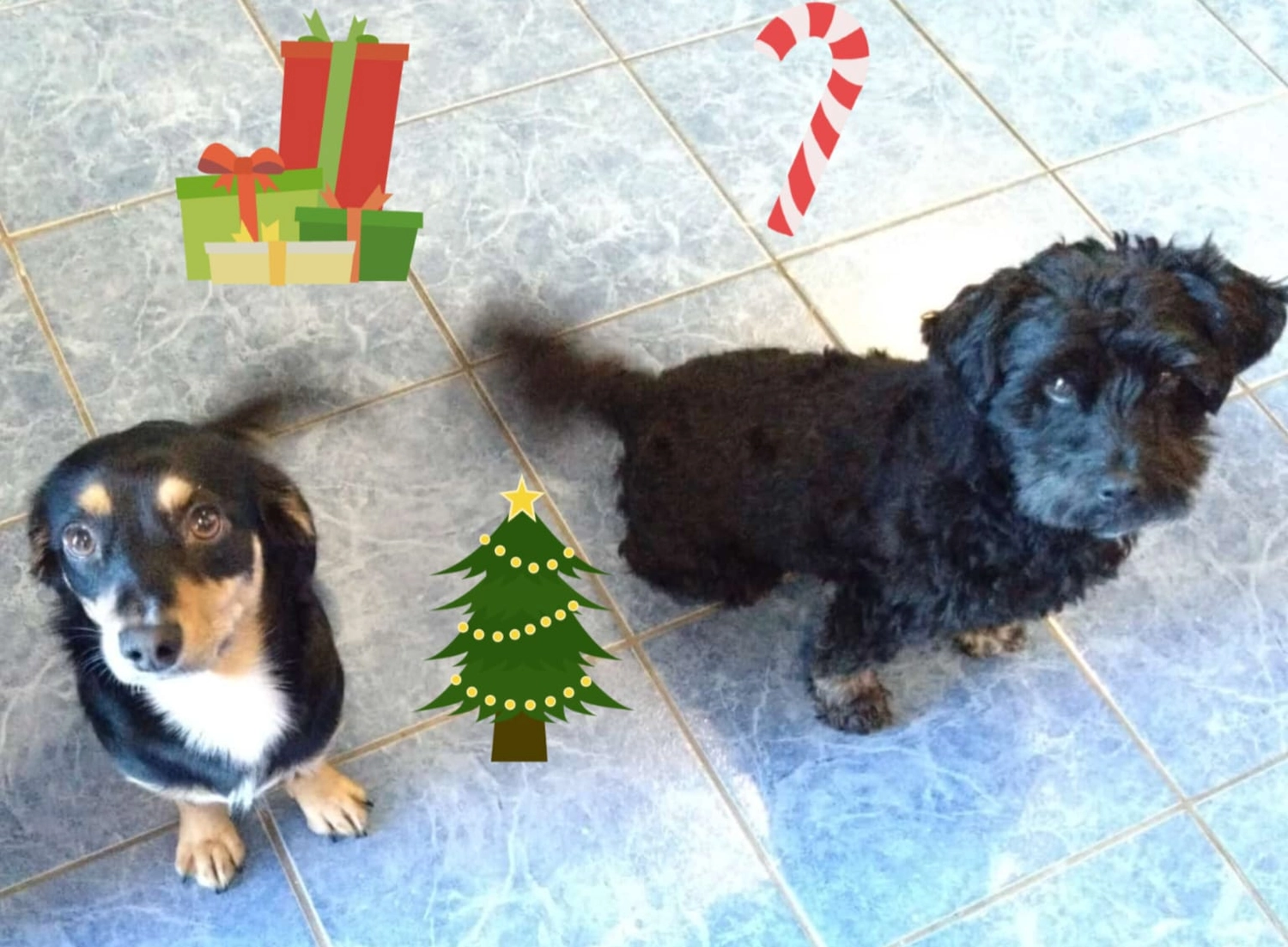 T-Dogs Hundevermittlung in 97775 Burgsinn