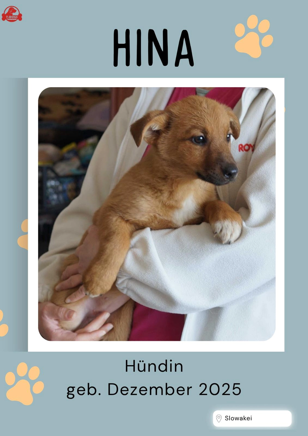 T-Dogs Hundevermittlung in 97775 Burgsinn