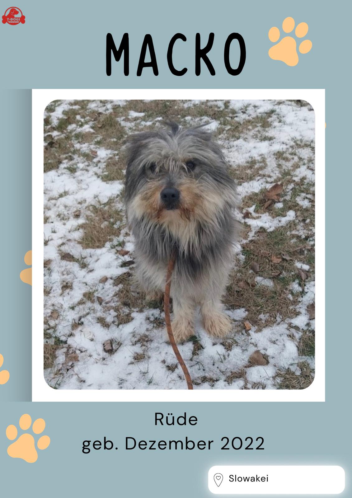 T-Dogs Hundevermittlung in 97775 Burgsinn