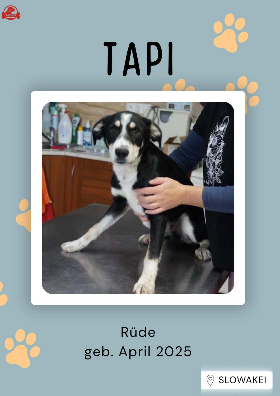 T-Dogs Hundevermittlung in 97775 Burgsinn