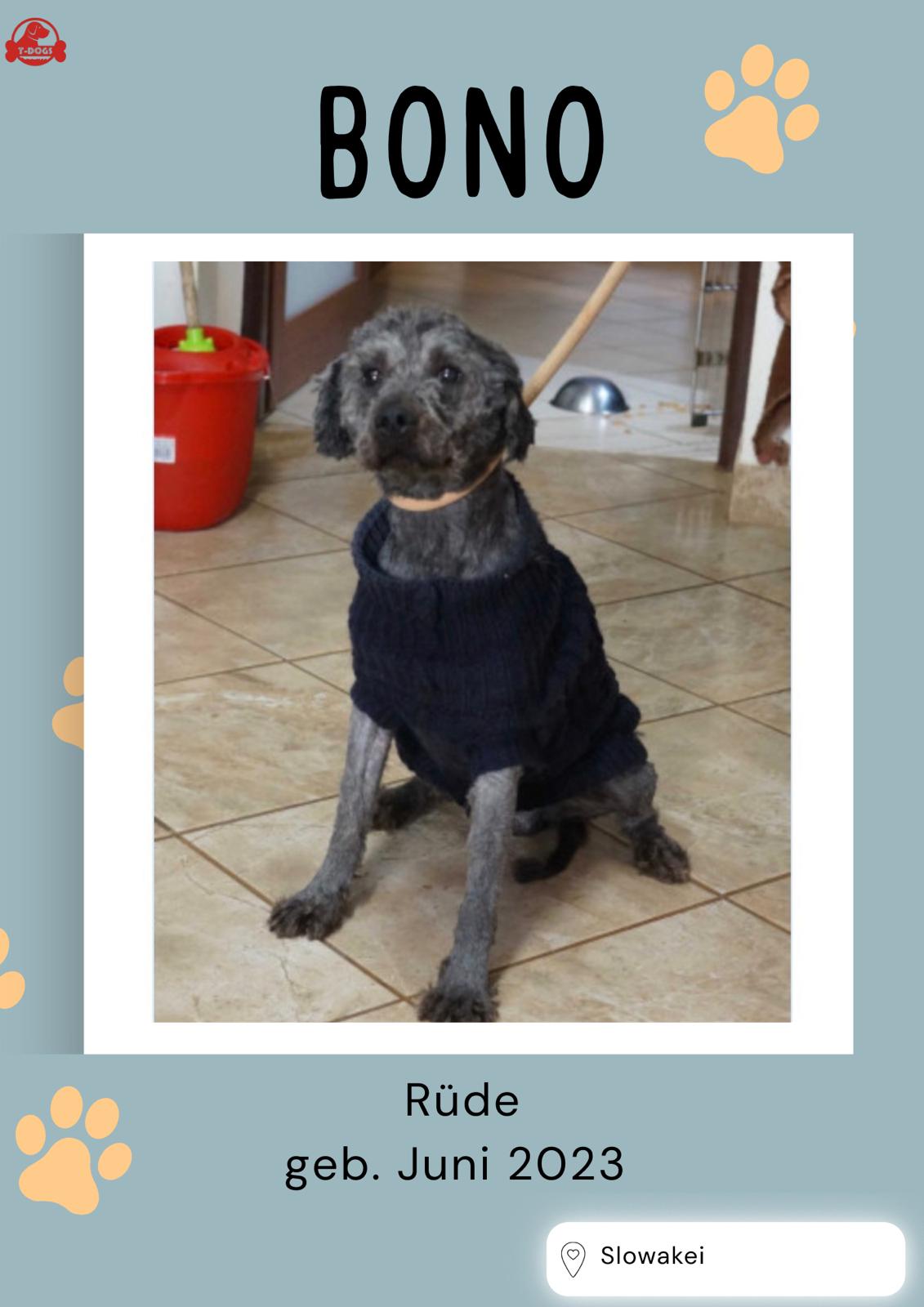 T-Dogs e.V., Hunde suchen ein Zuhause