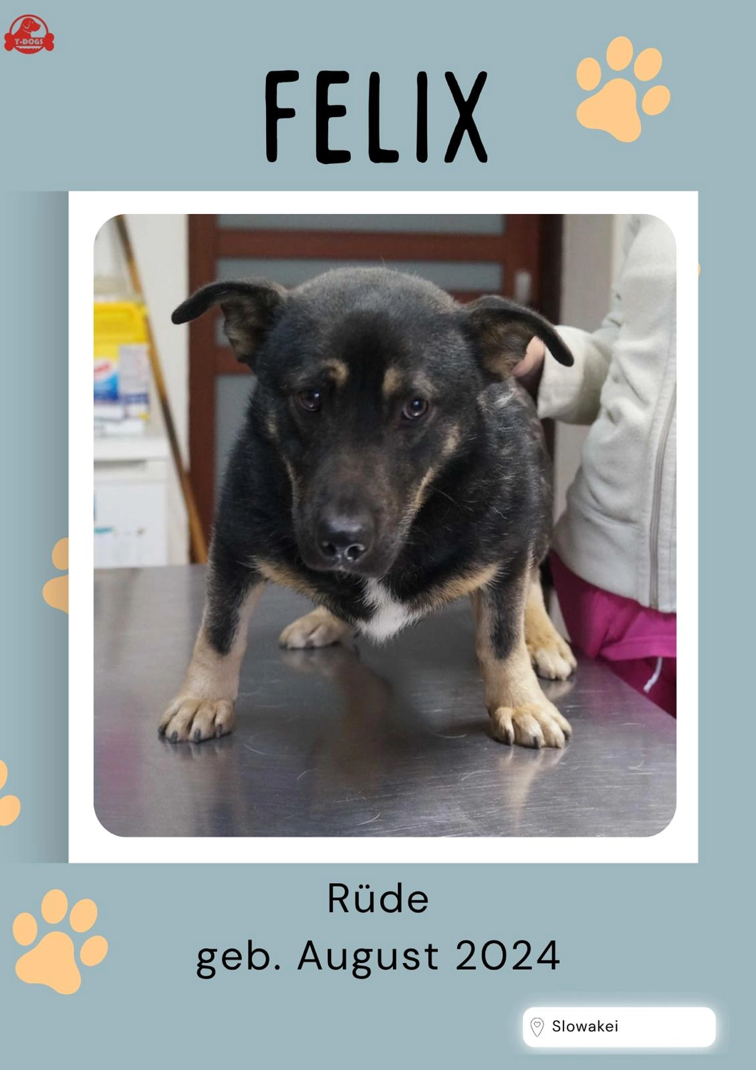 T-Dogs Hundevermittlung in 97775 Burgsinn