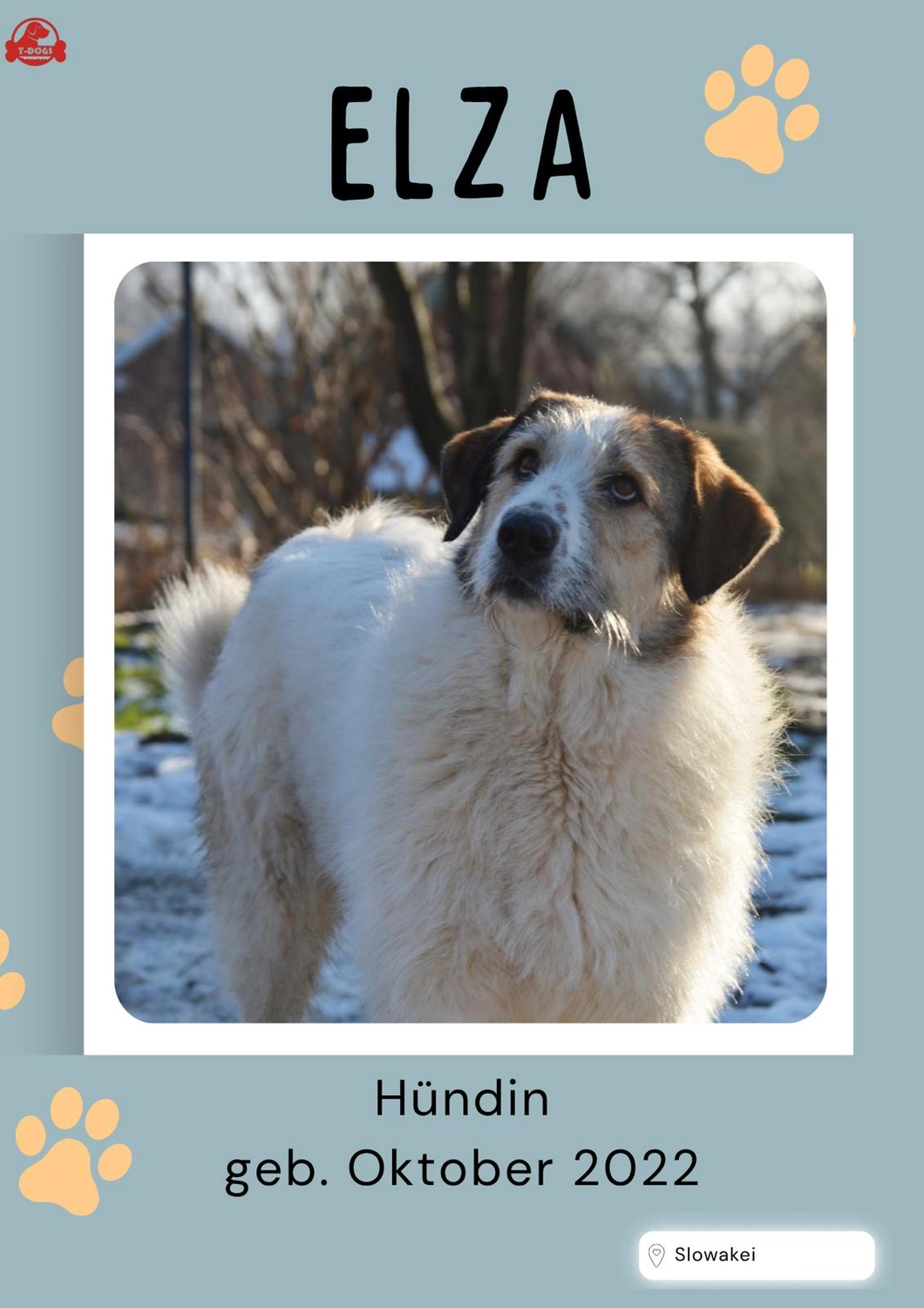 T-Dogs Hundevermittlung in 97775 Burgsinn