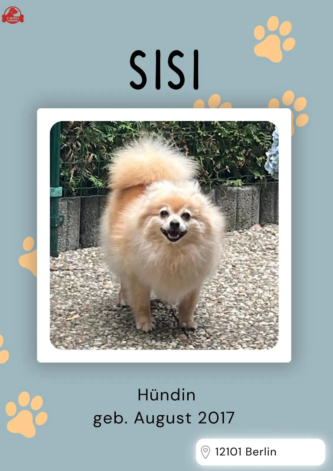 T-Dogs Hundevermittlung in 97775 Burgsinn