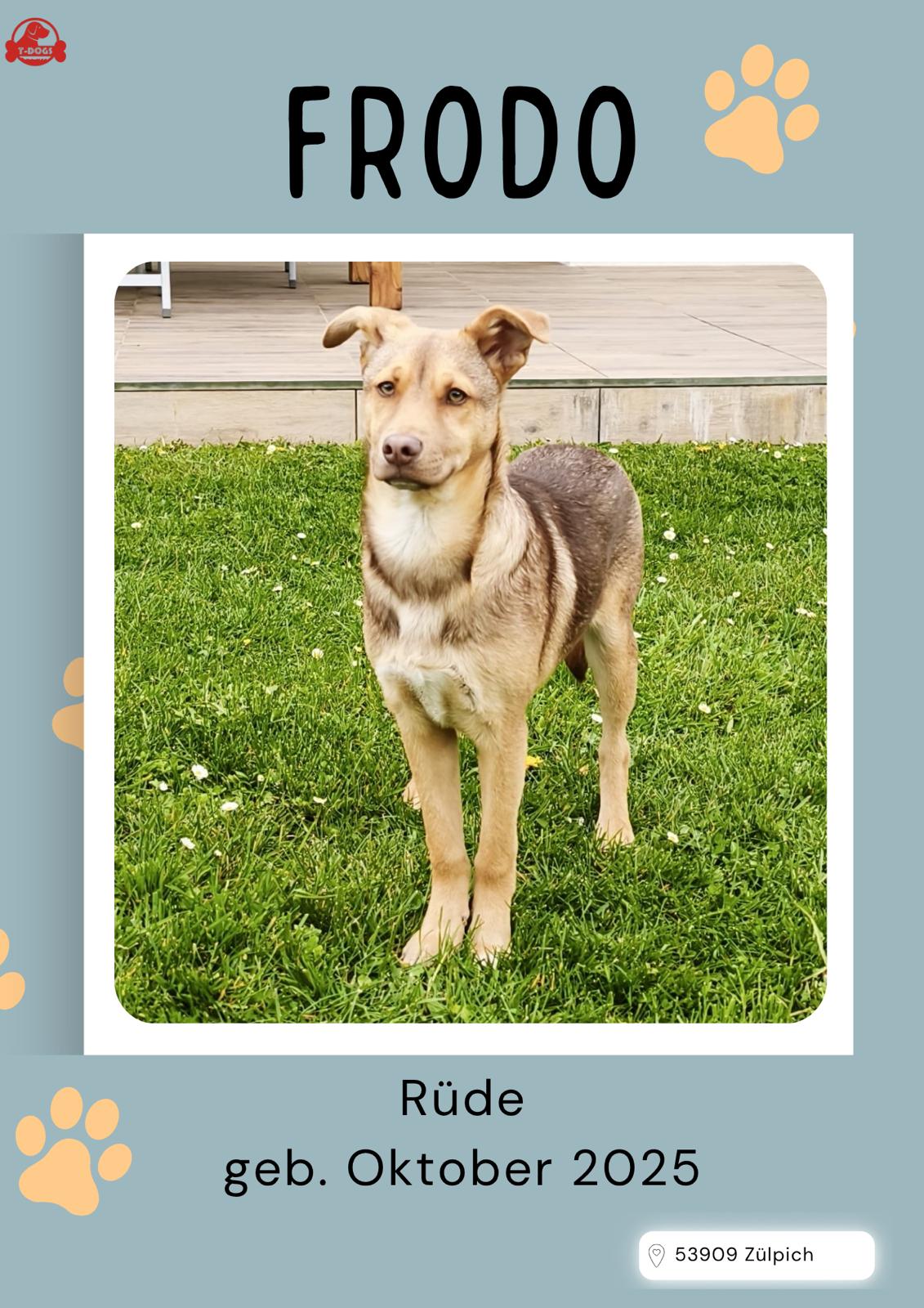 T-Dogs Hundevermittlung in 97775 Burgsinn