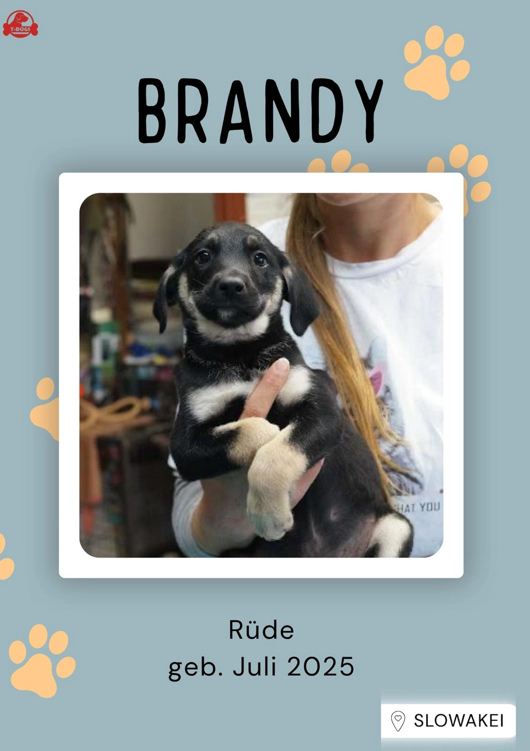 T-Dogs Hundevermittlung in 97775 Burgsinn