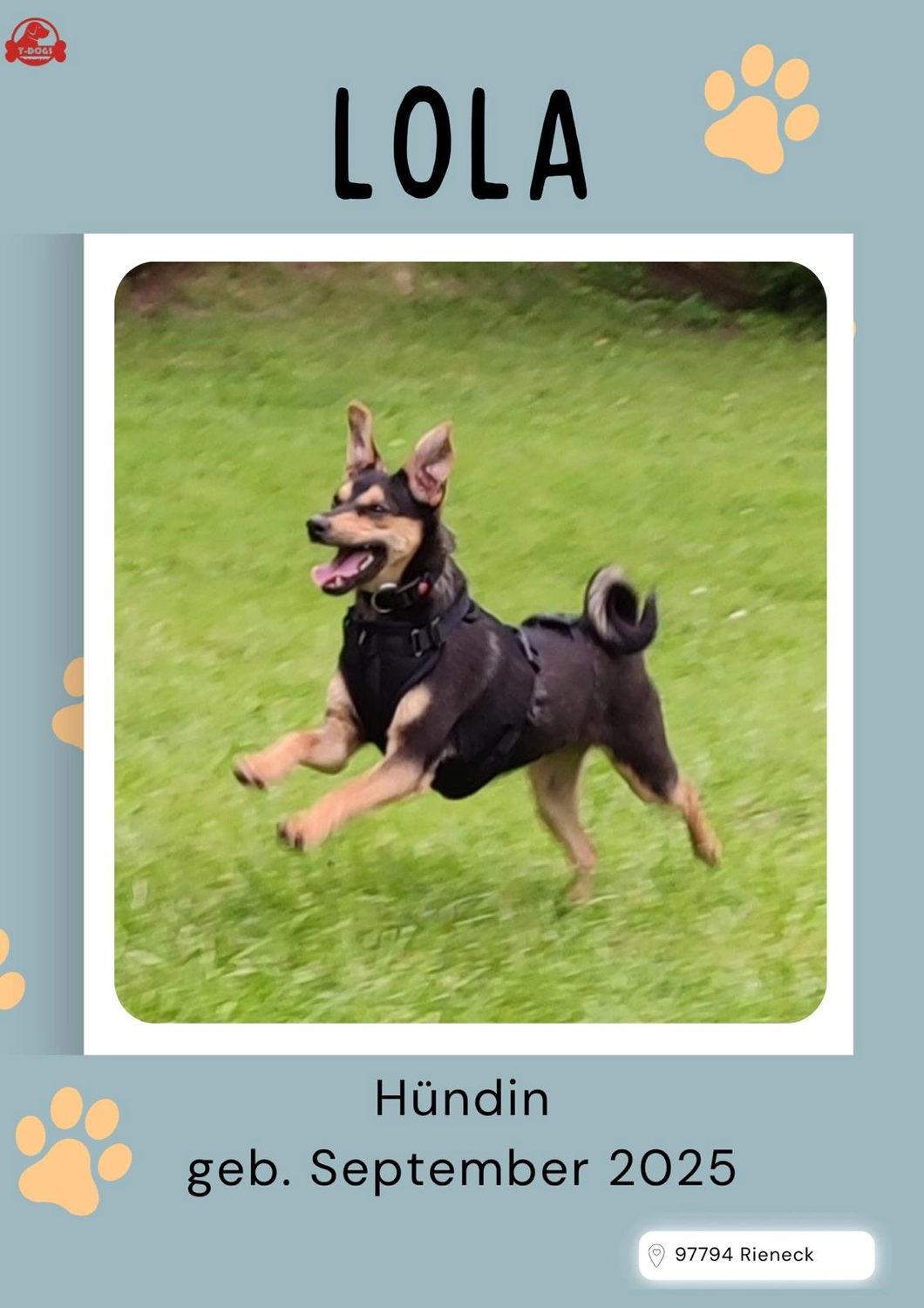 T-Dogs e.V., Hunde suchen ein Zuhause