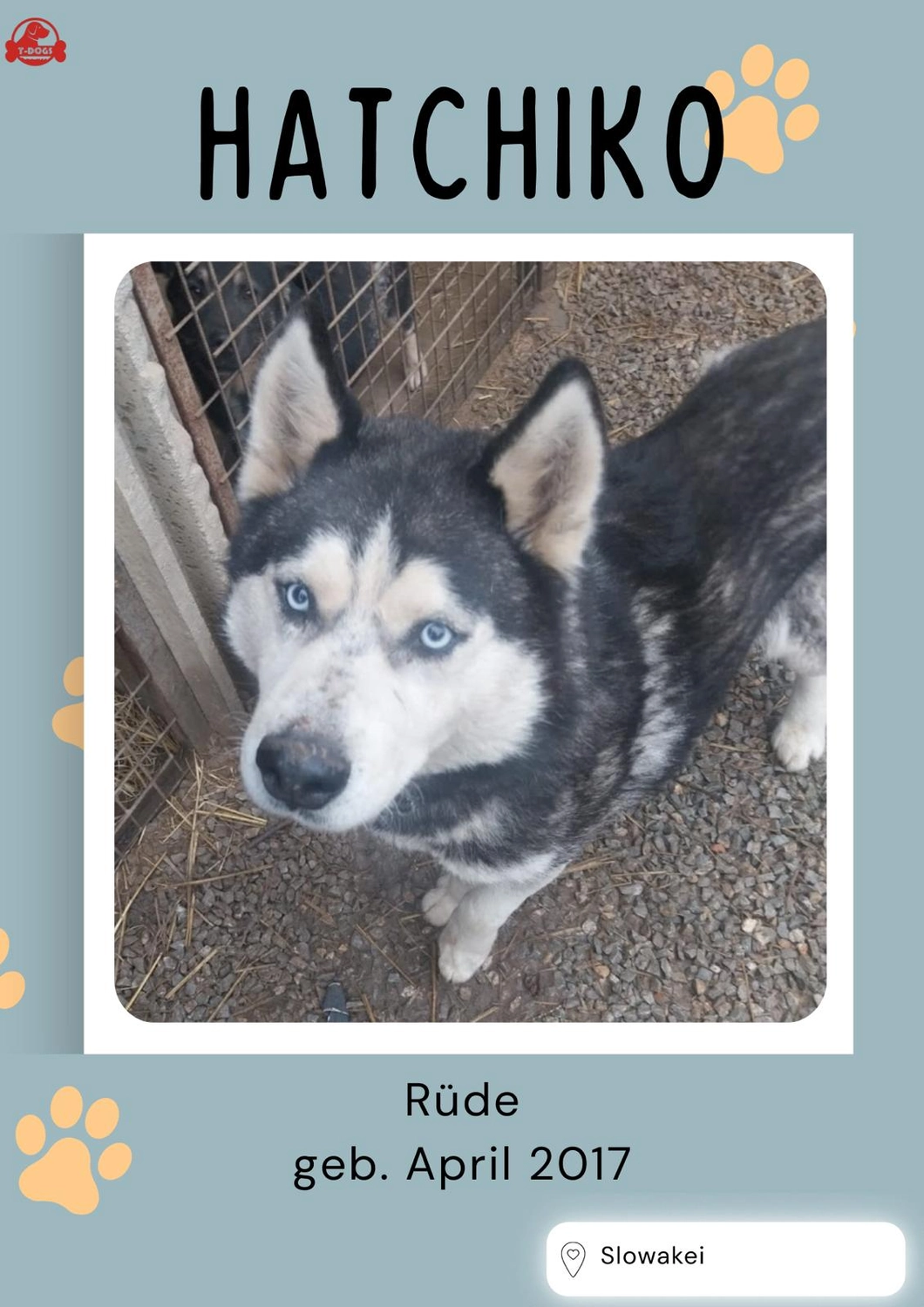 T-Dogs Tierschutzverein Burgsinn