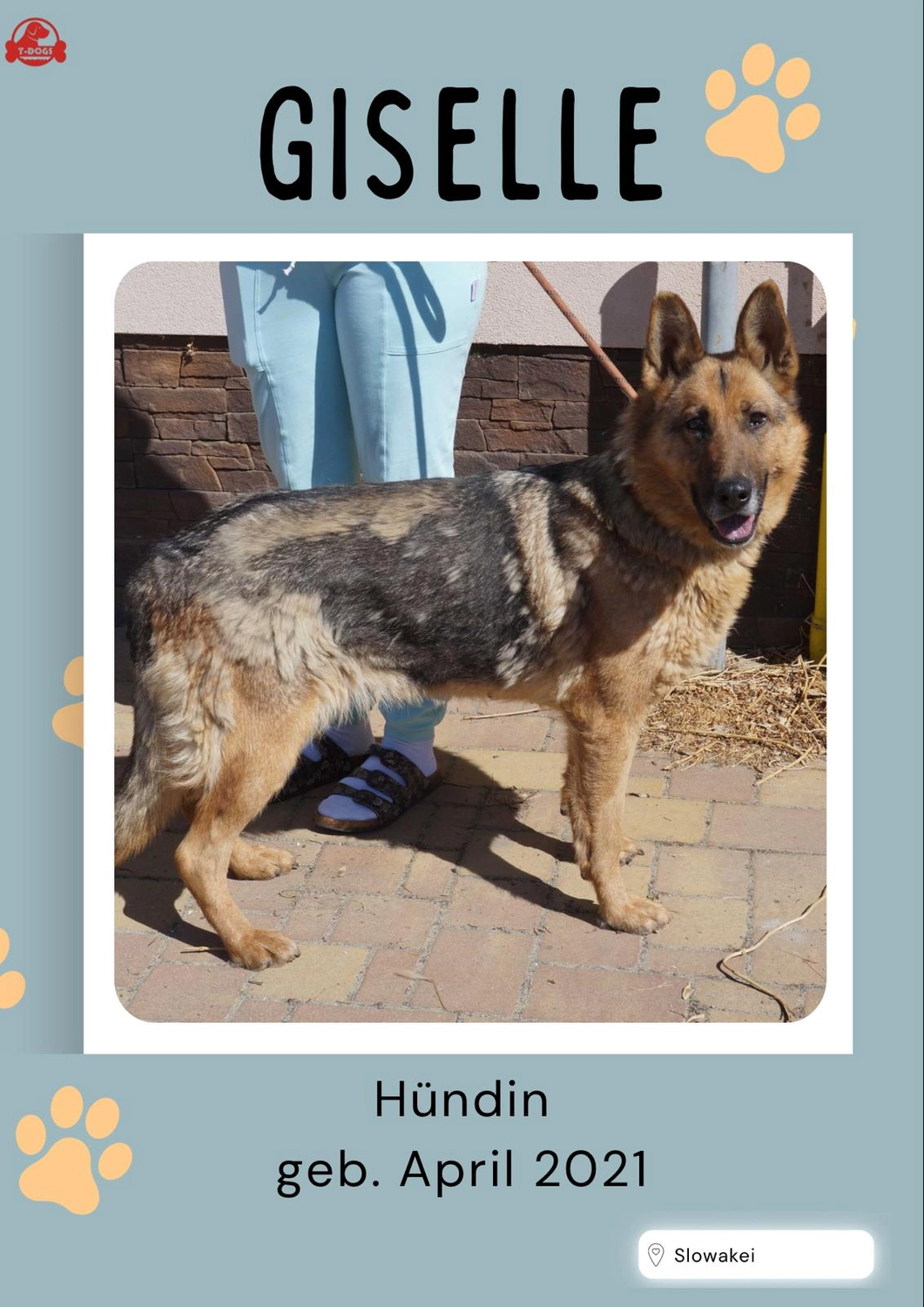 T-Dogs Tierschutzverein Burgsinn