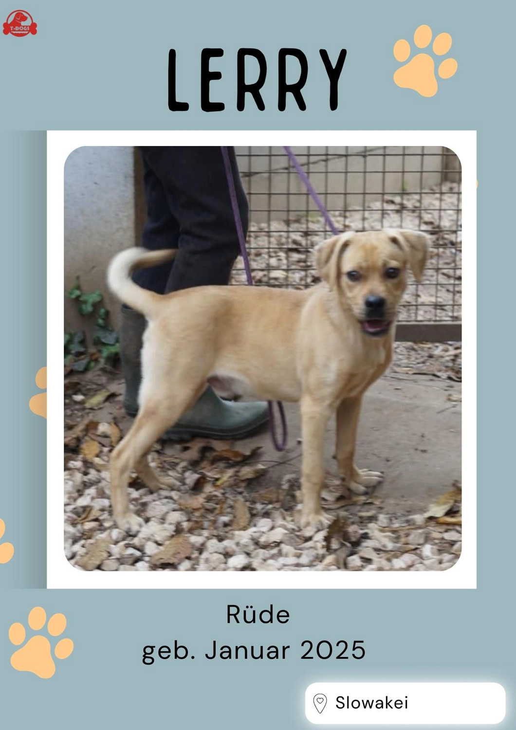 T-Dogs Hundevermittlung in 97775 Burgsinn