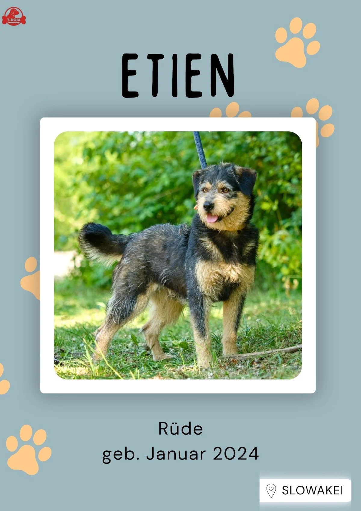T-Dogs Hundevermittlung in 97775 Burgsinn