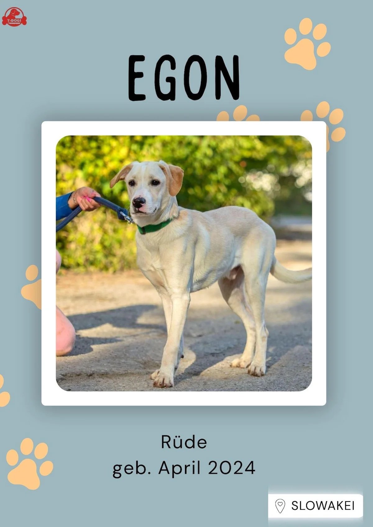 T-Dogs Hundevermittlung in 97775 Burgsinn