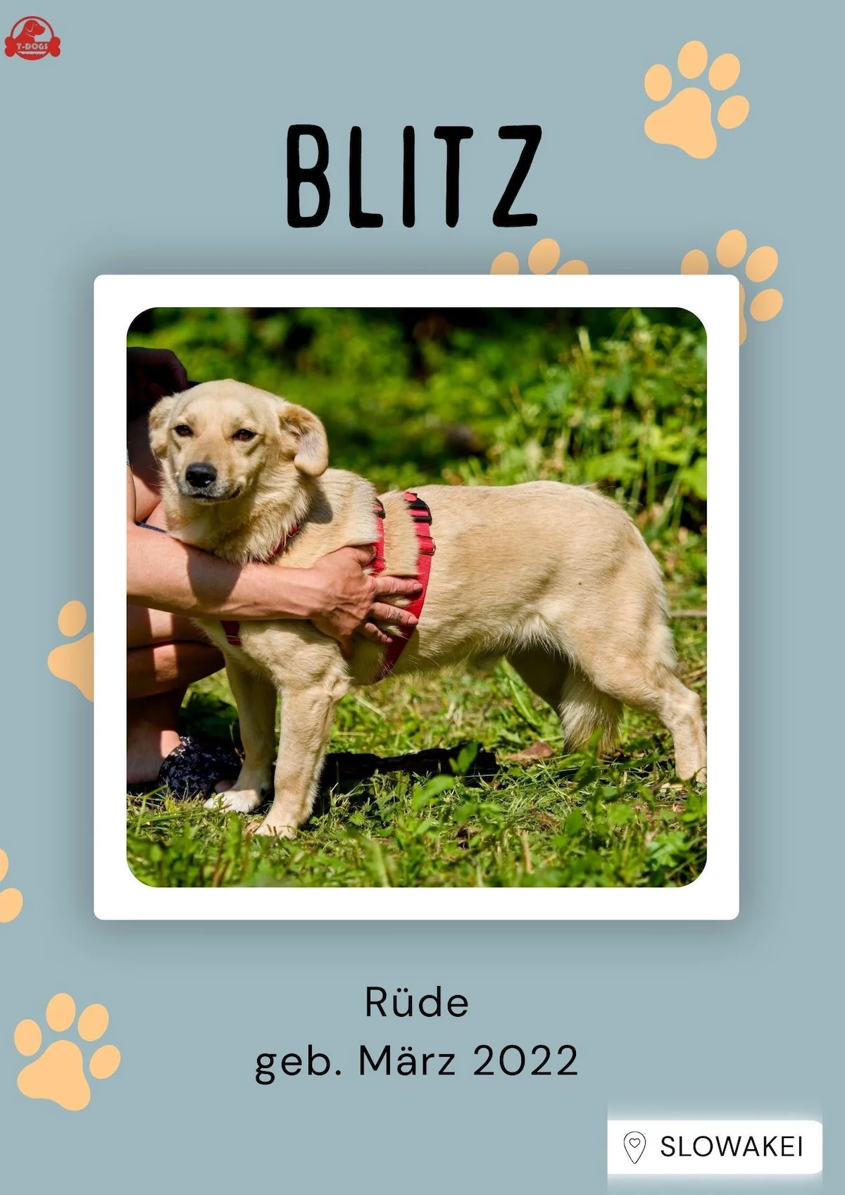 T-Dogs Hundevermittlung in 97775 Burgsinn