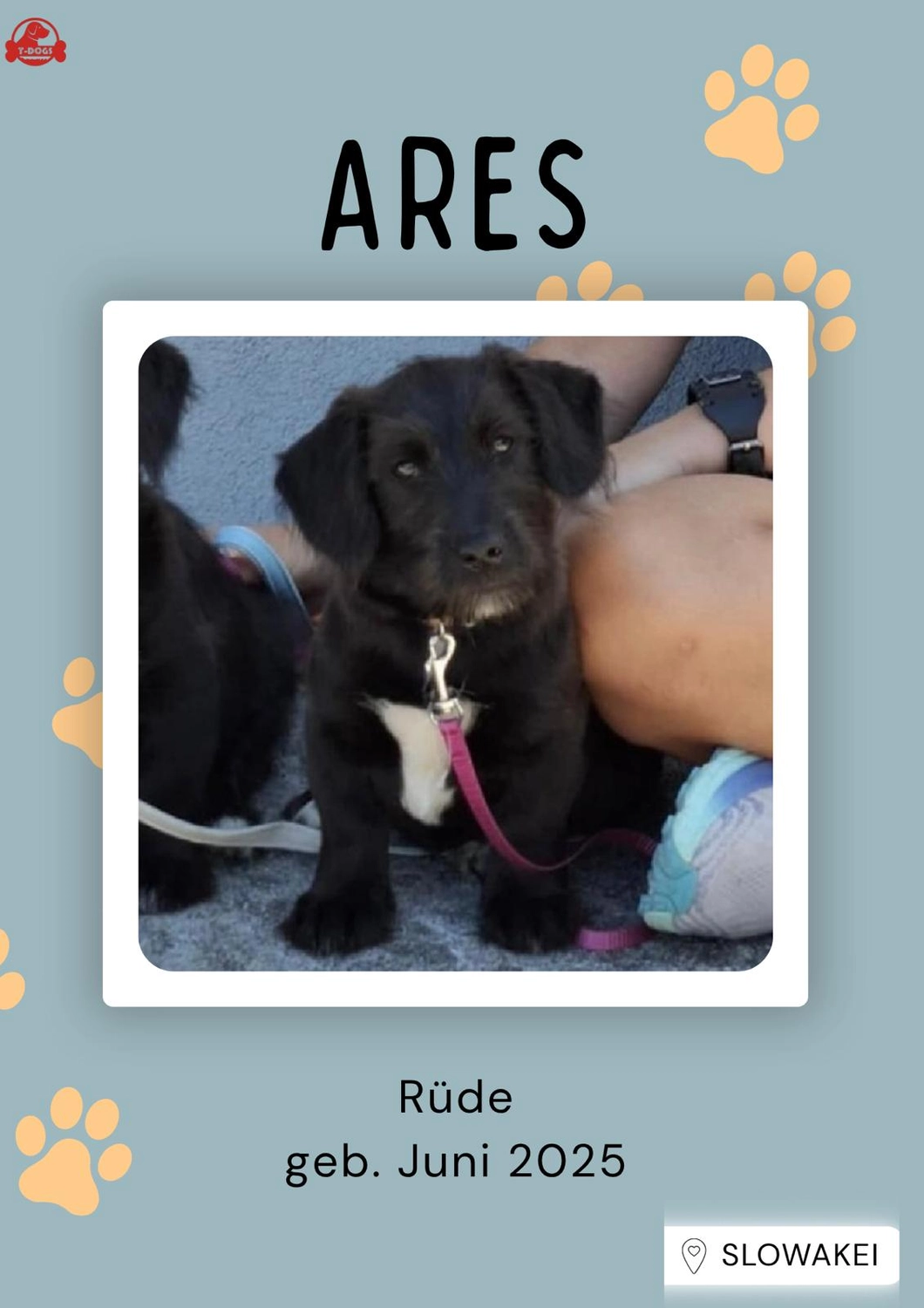 T-Dogs Tierschutzverein Burgsinn