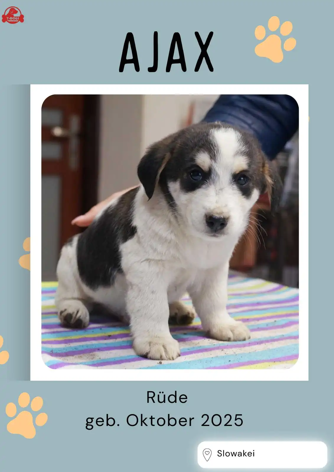 T-Dogs Hundevermittlung in 97775 Burgsinn