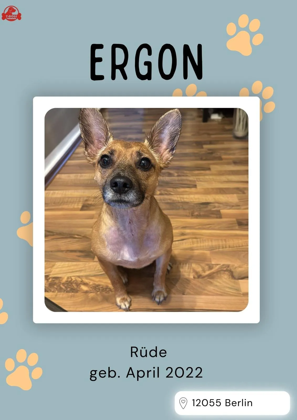 T-Dogs Hundevermittlung in 97775 Burgsinn