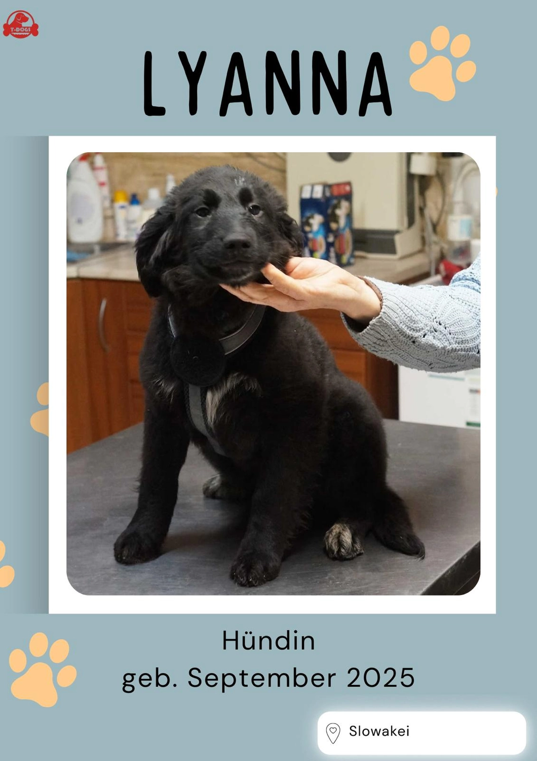 T-Dogs Hundevermittlung in 97775 Burgsinn