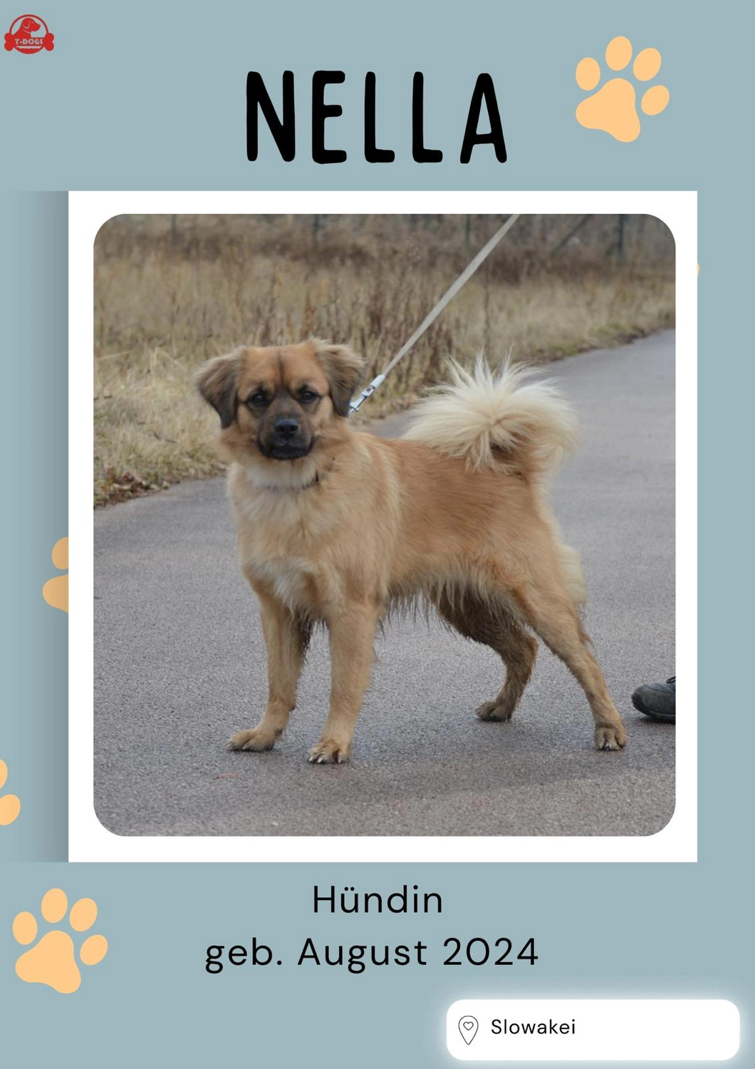 T-Dogs e.V., Hunde suchen ein Zuhause