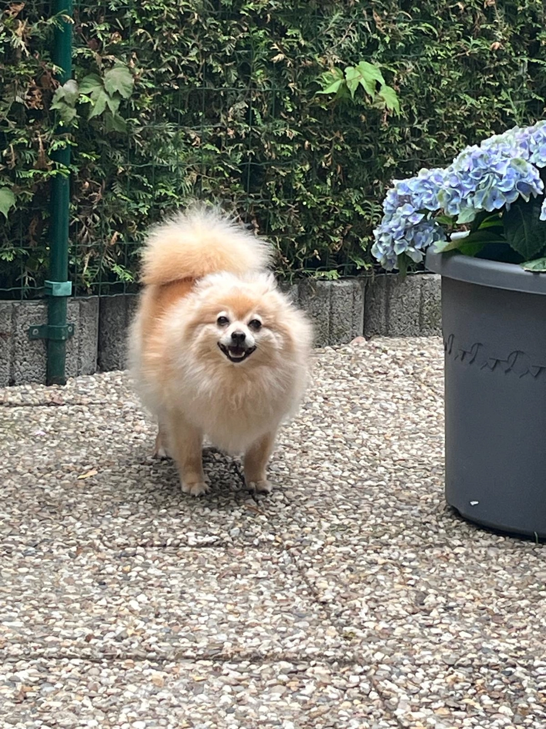 T-Dogs Hundevermittlung in 97775 Burgsinn