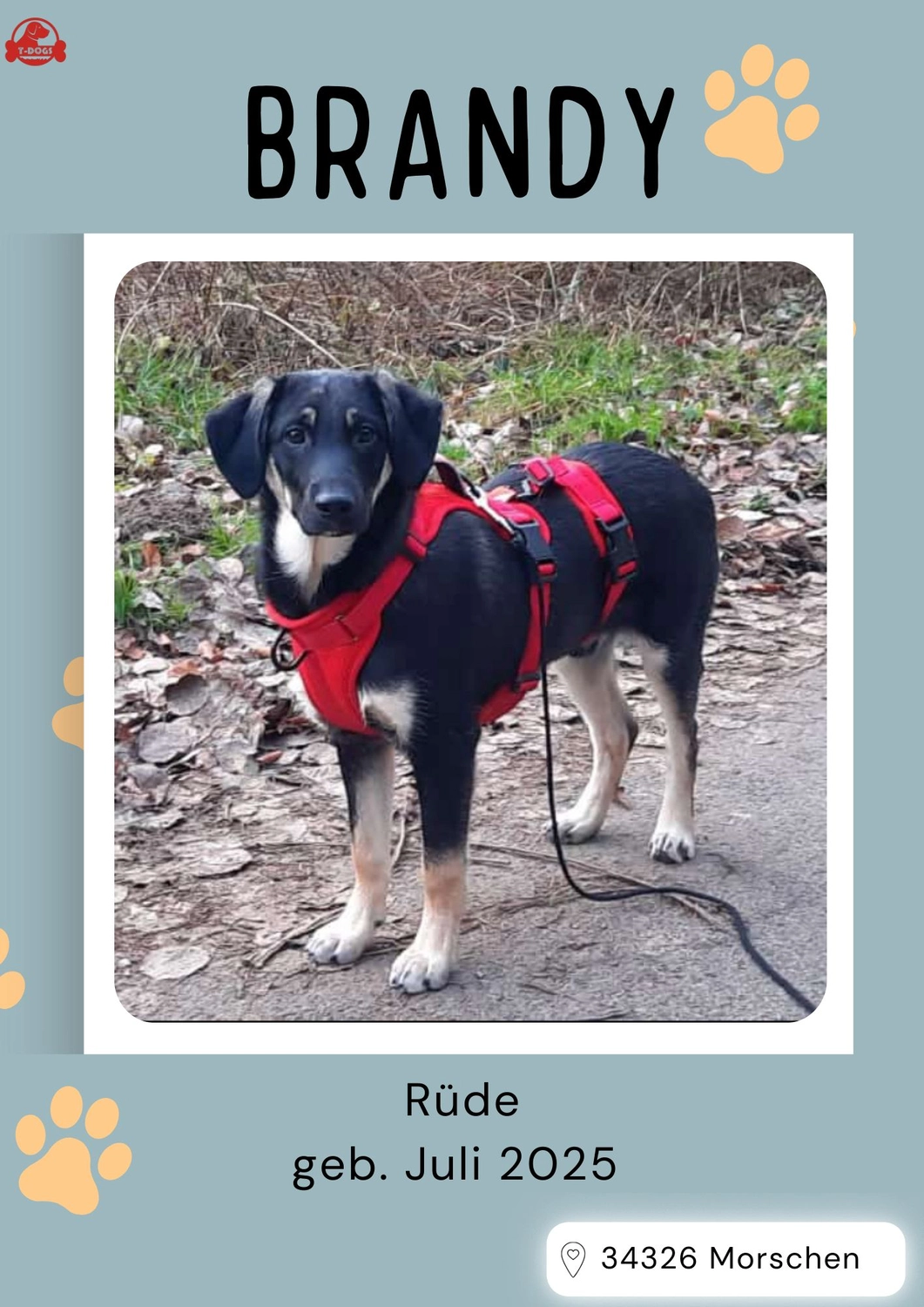 T-Dogs Tierschutzverein Burgsinn