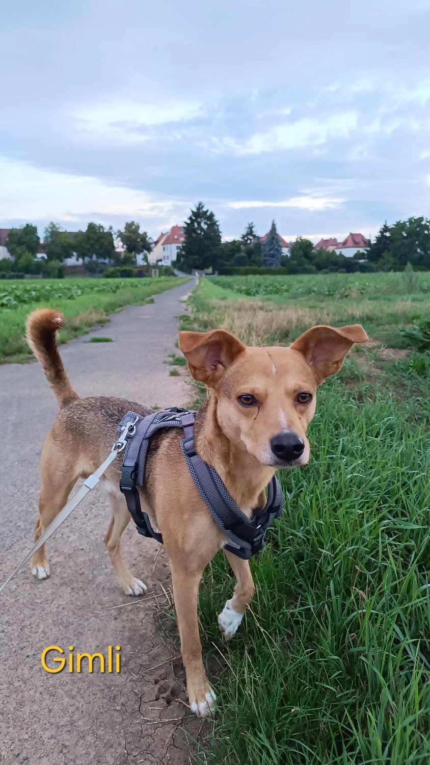 T-Dogs Tierschutzverein Burgsinn