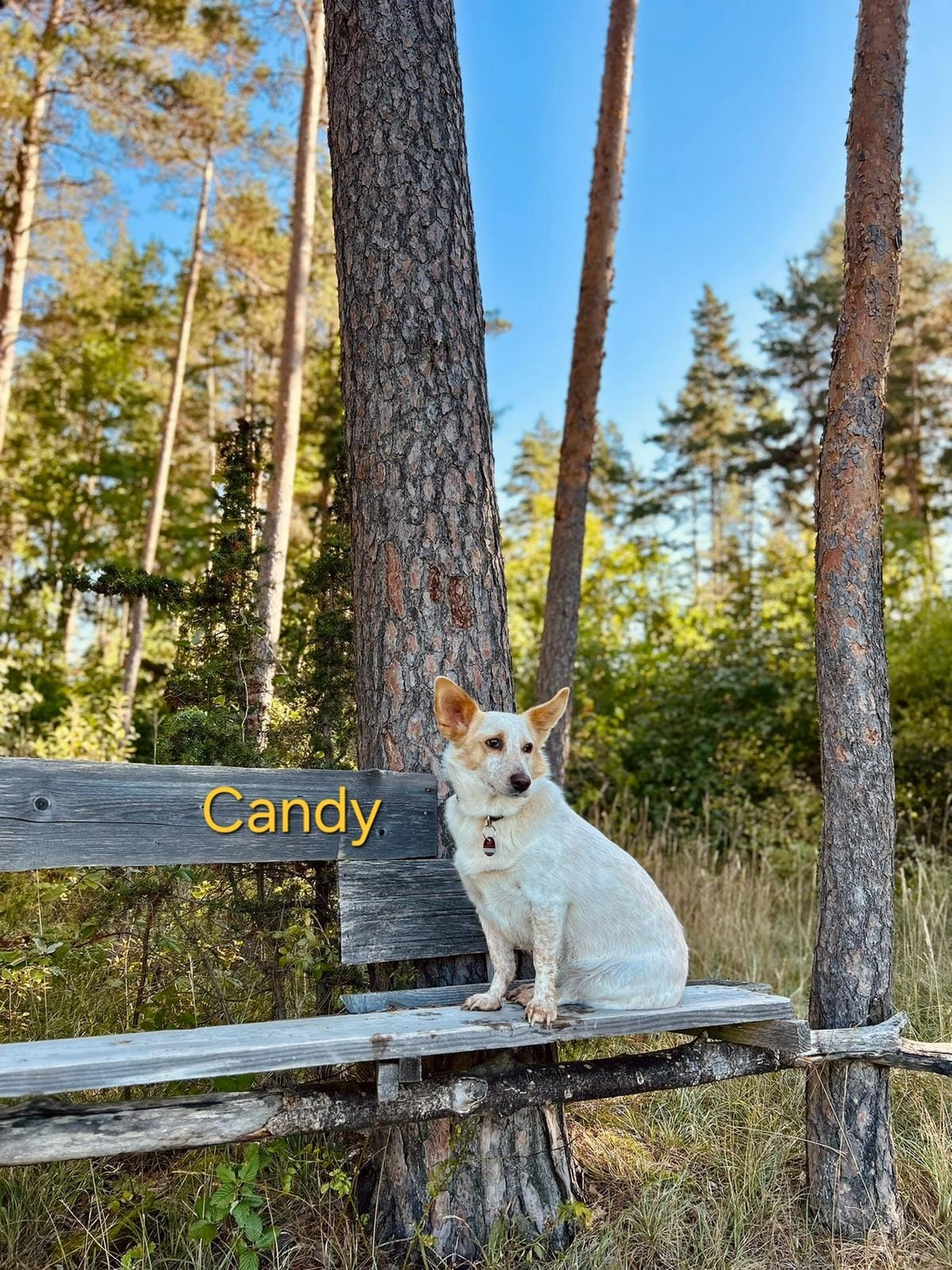 T-Dogs Hundevermittlung in 97775 Burgsinn