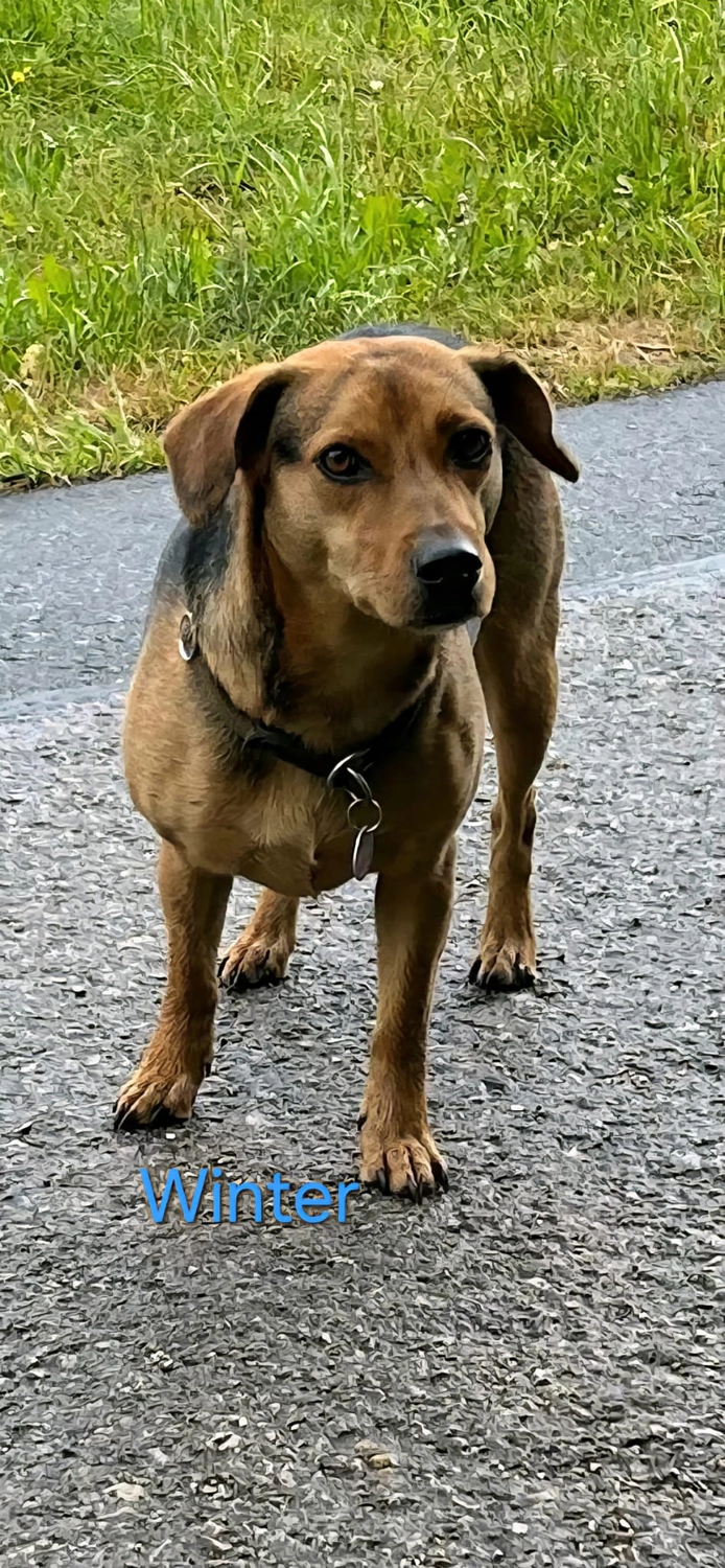T-Dogs Hundevermittlung in 97775 Burgsinn