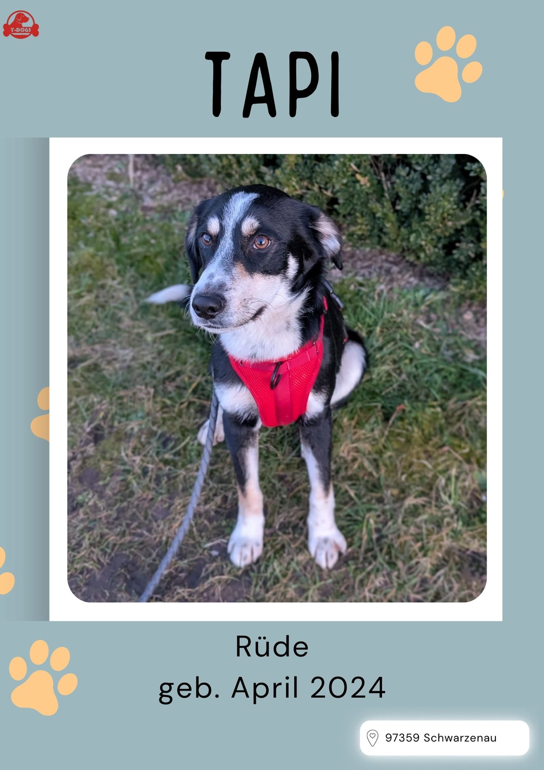 T-Dogs Tierschutzverein Burgsinn