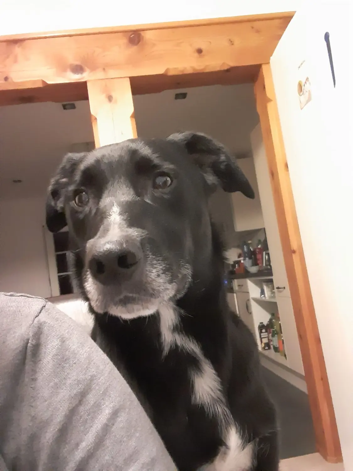 T-Dogs e.V., LUNA